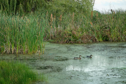 Two ducks swim in a murky pond surrounded by reeds.