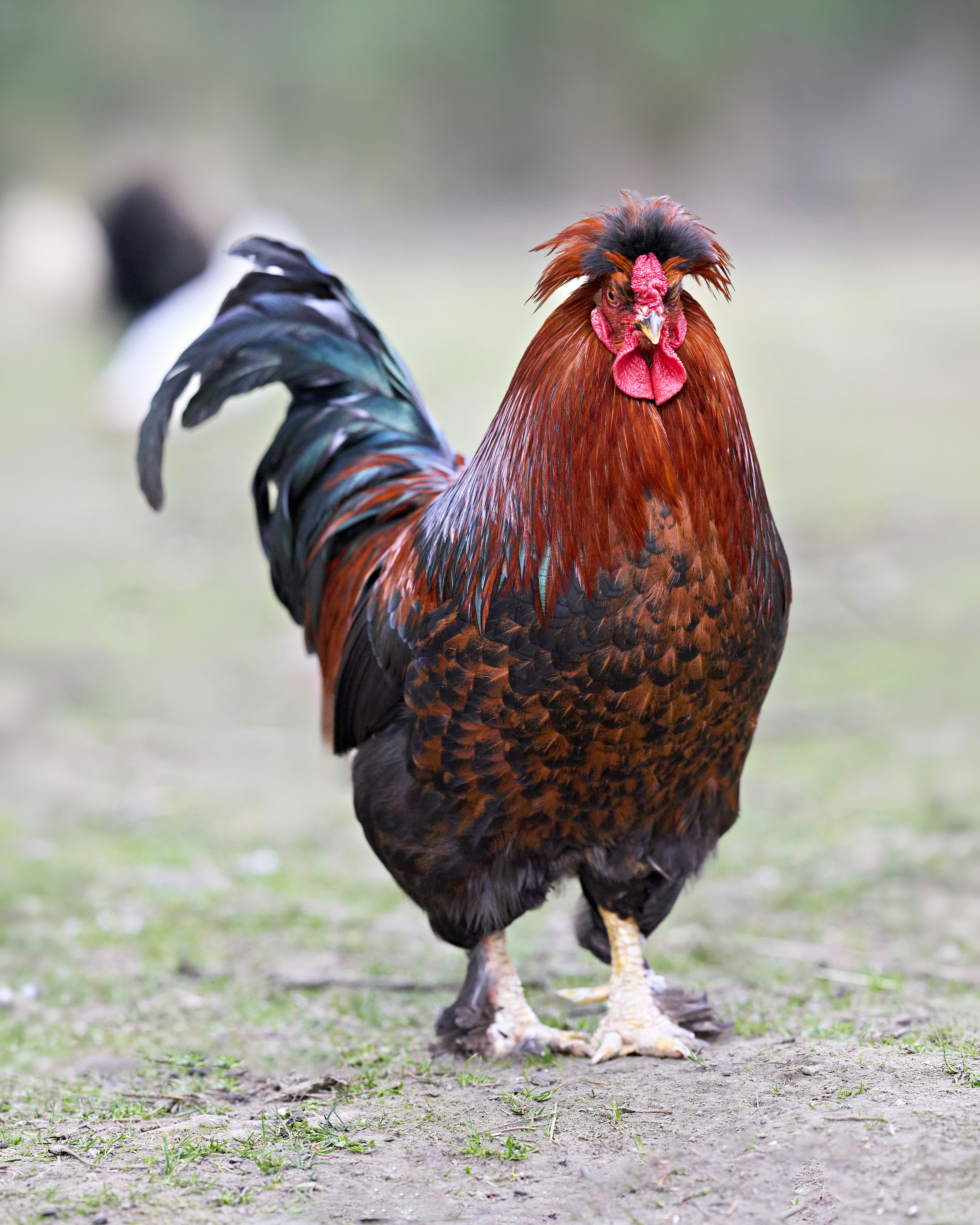 A proud rooster with vibrant red and black feathers. photo – Free ...