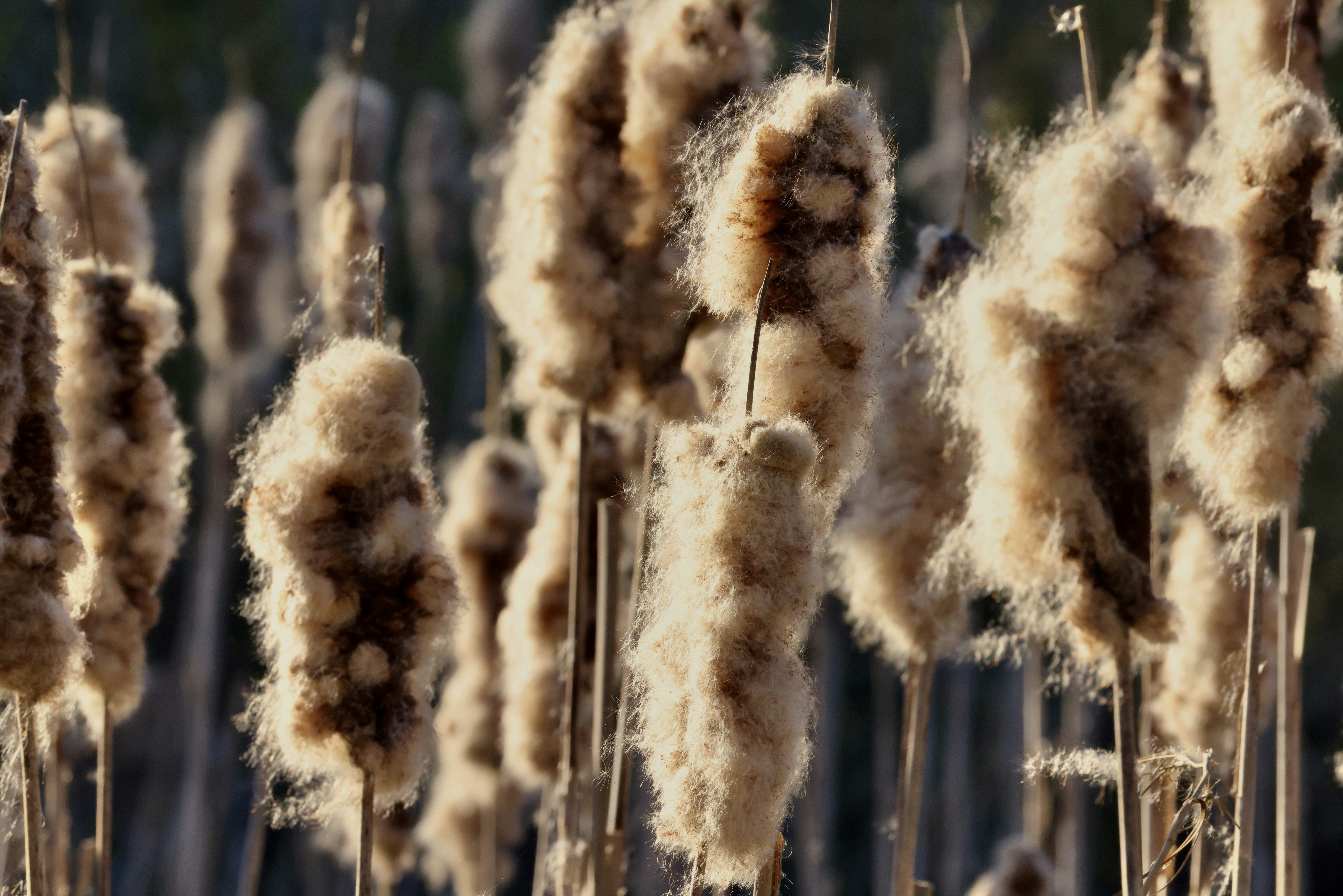 Fluffy cattails backlit by the sun