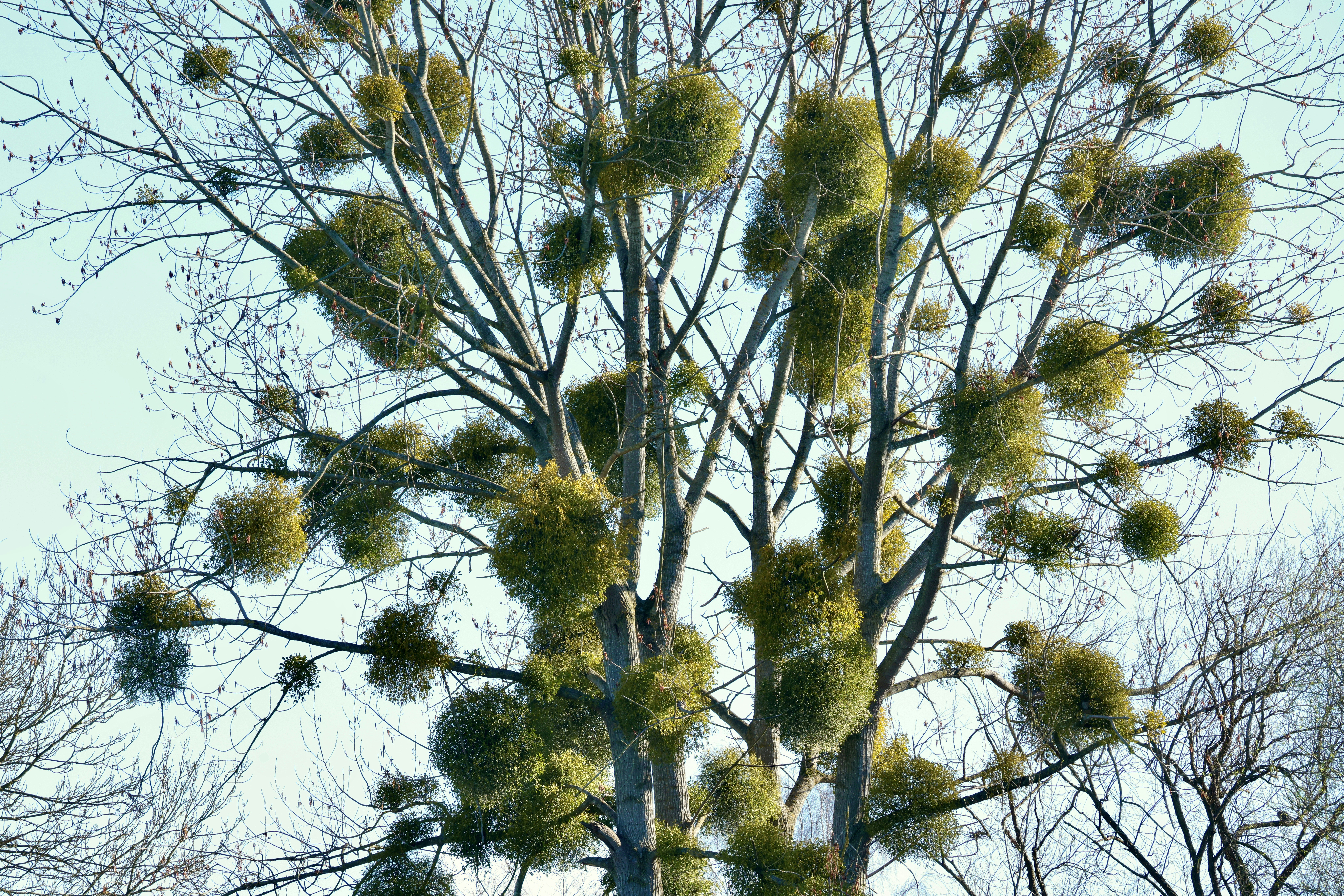 Mistletoe growing on bare tree branches in winter.