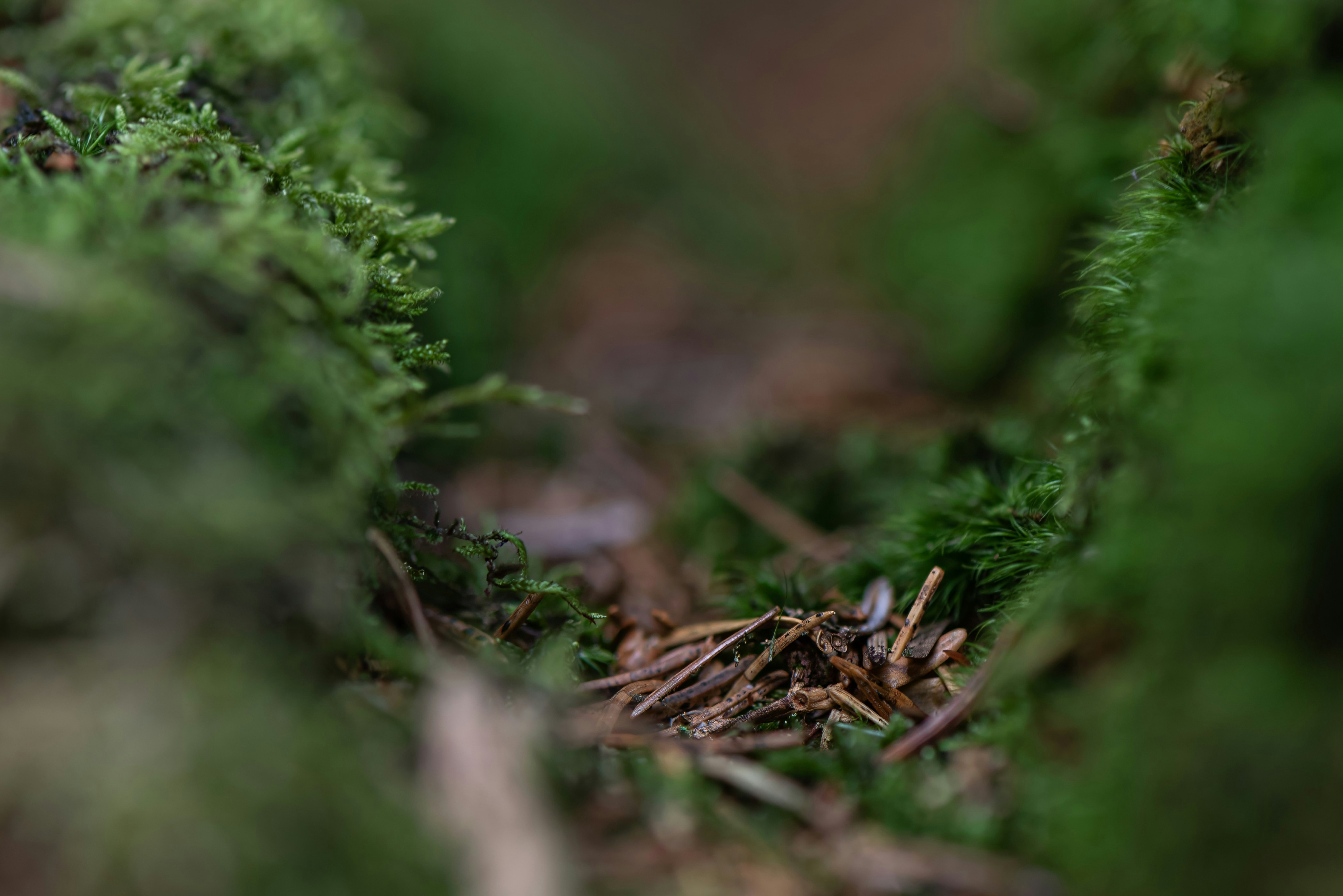 Photo by millionsofpixelsbydragos