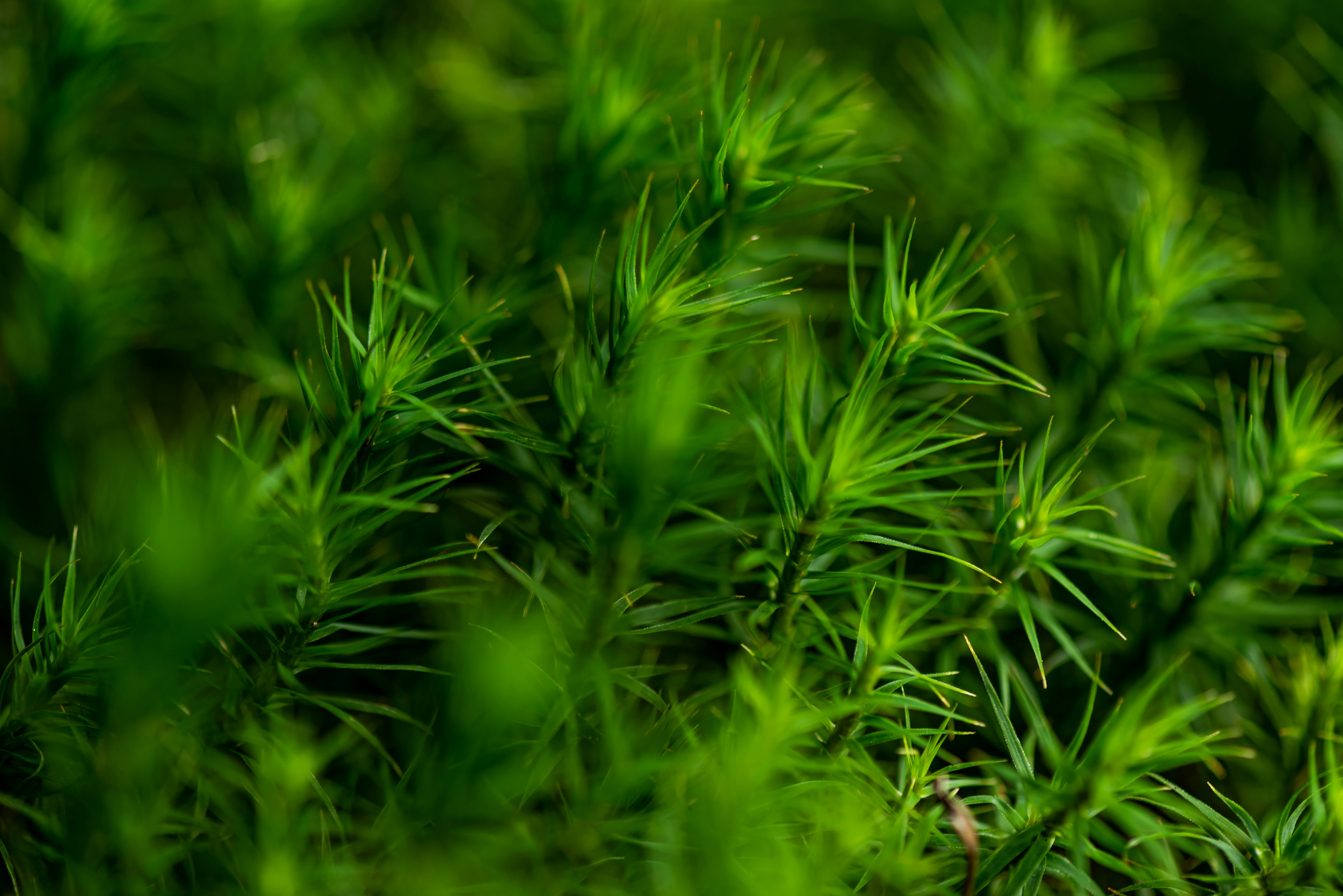 Photo by millionsofpixelsbydragos