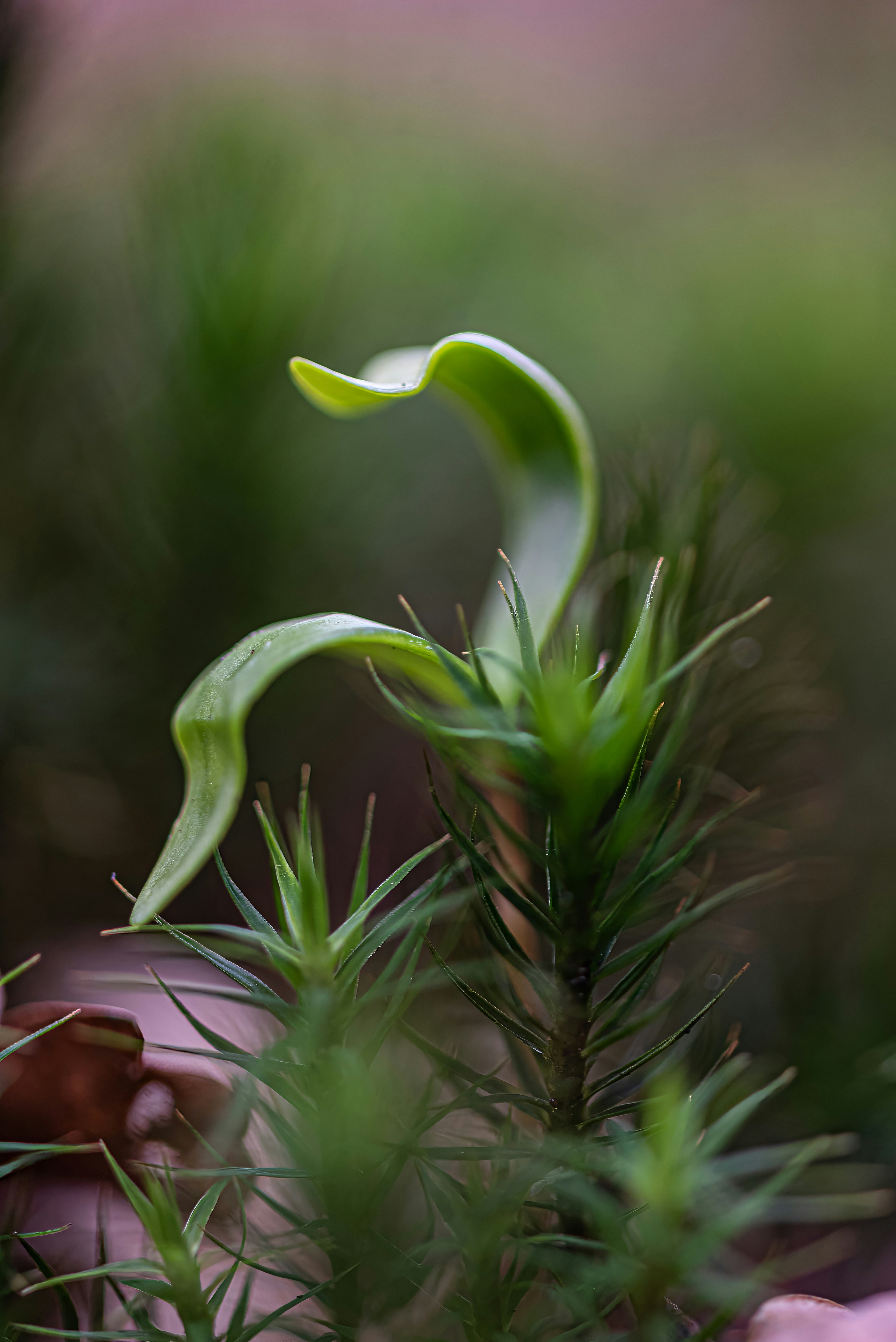 Photo by millionsofpixelsbydragos