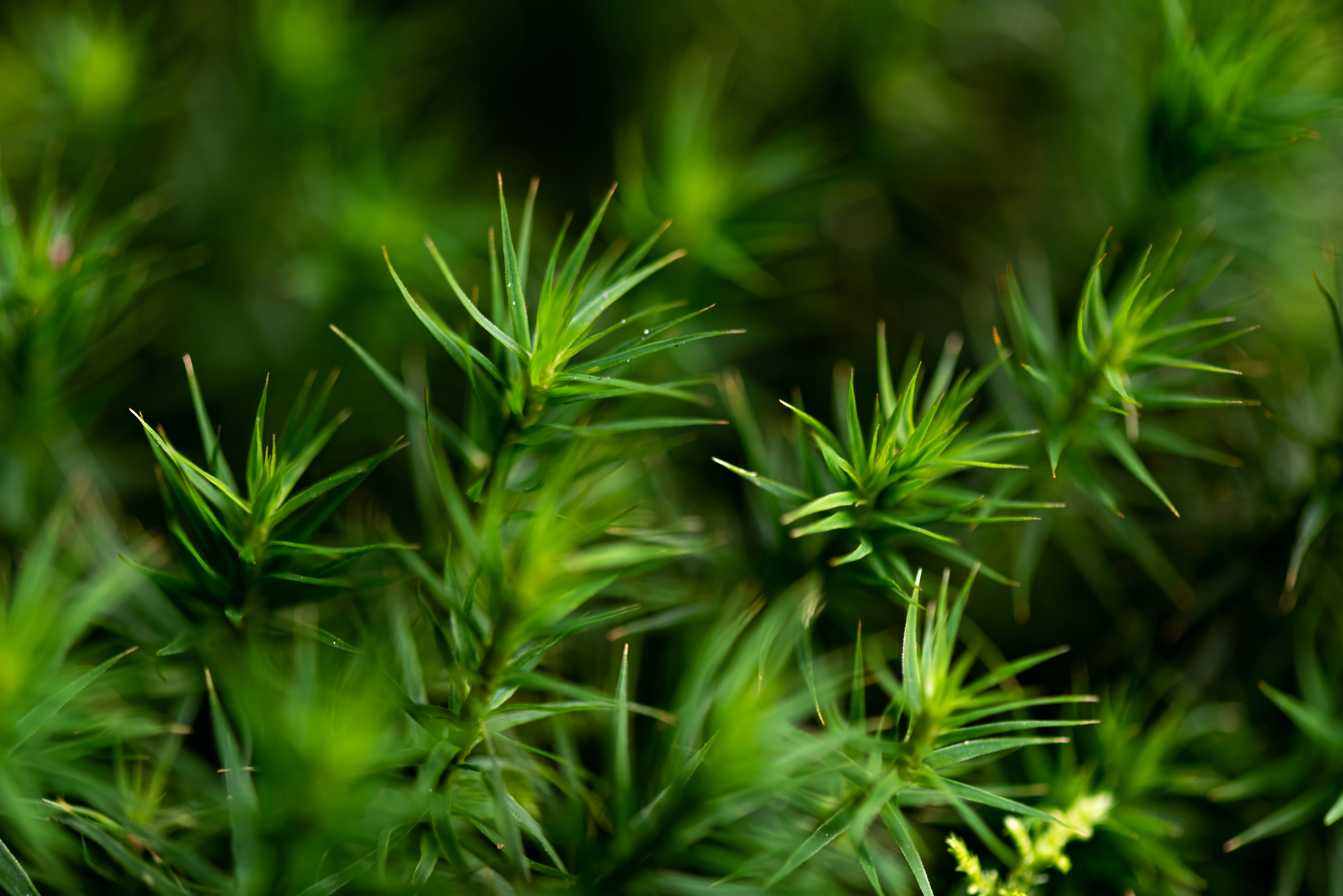 Photo by millionsofpixelsbydragos