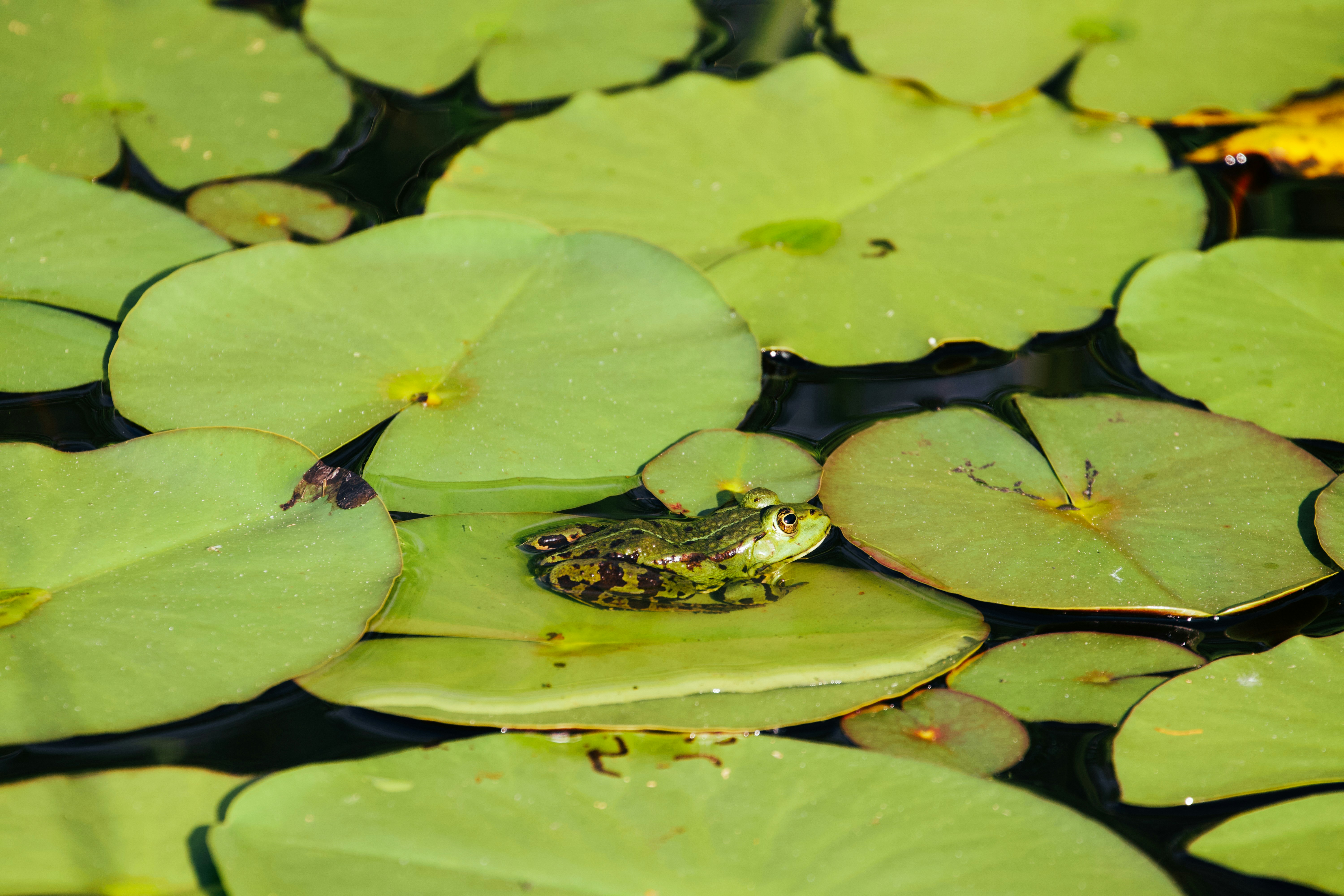 Photo by jakub_neskora