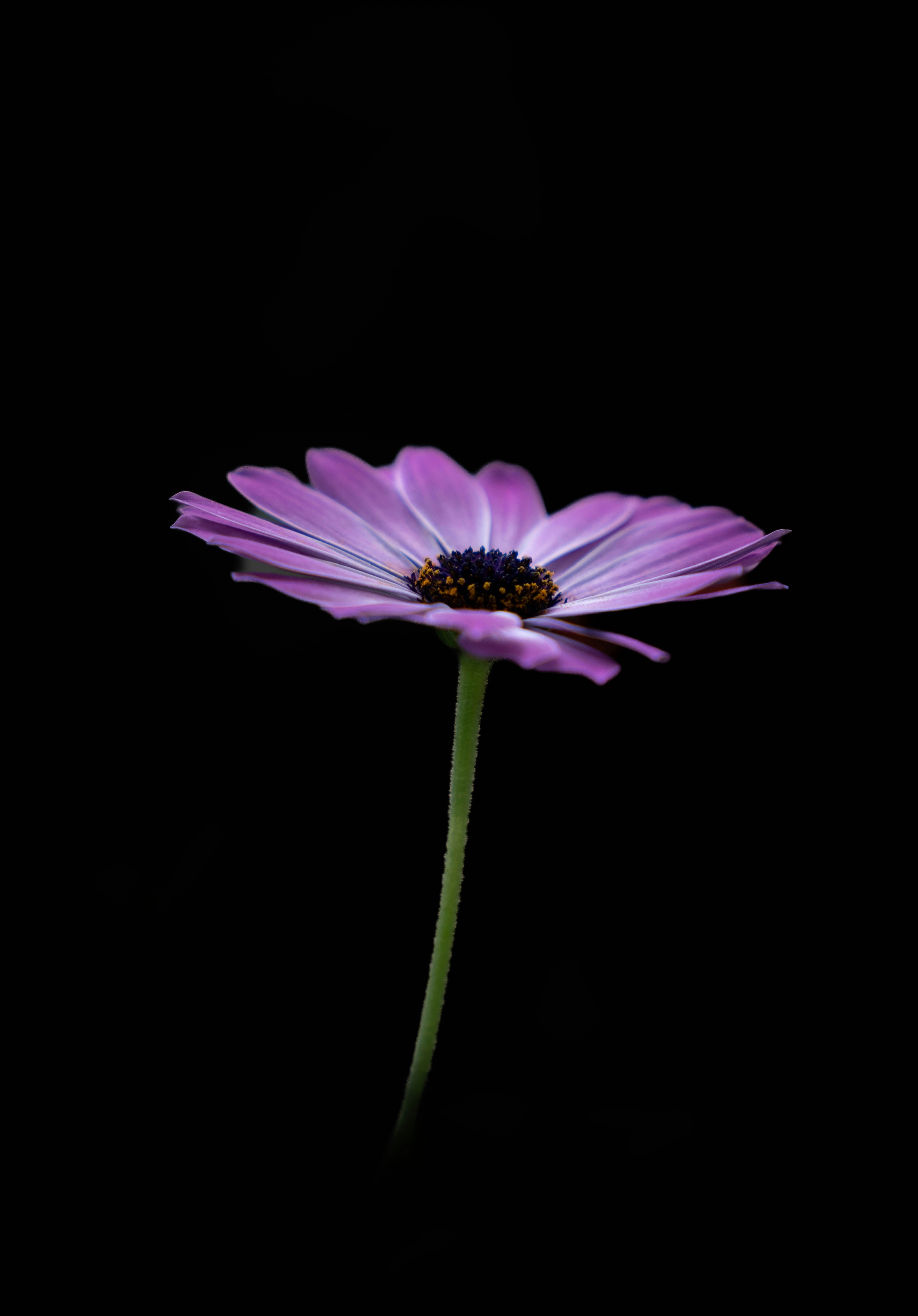 A single purple daisy with a black center