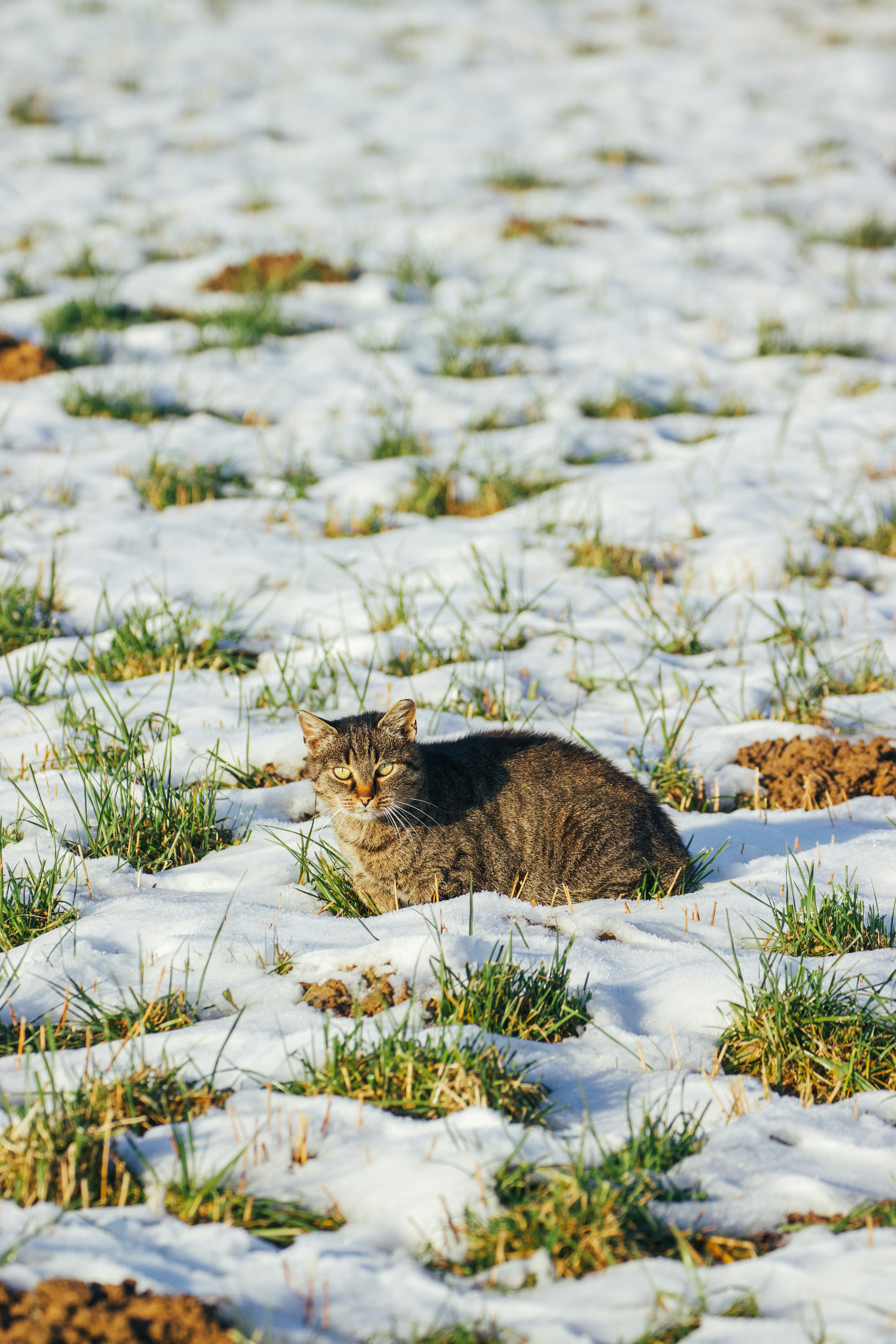 Un chat tigré est assis dans un champ enneigé.