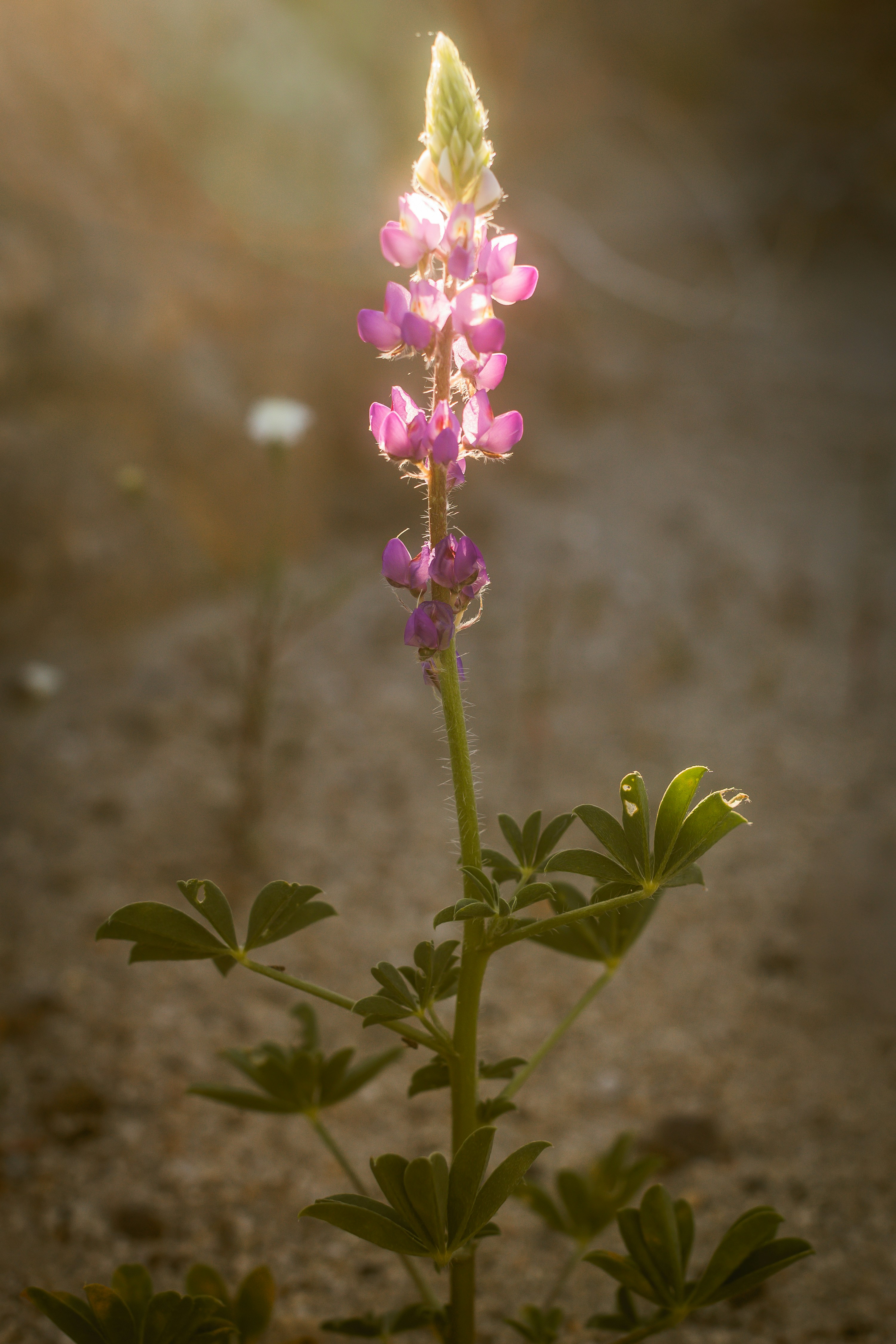 A single purple lupine flower glows in sunlight.