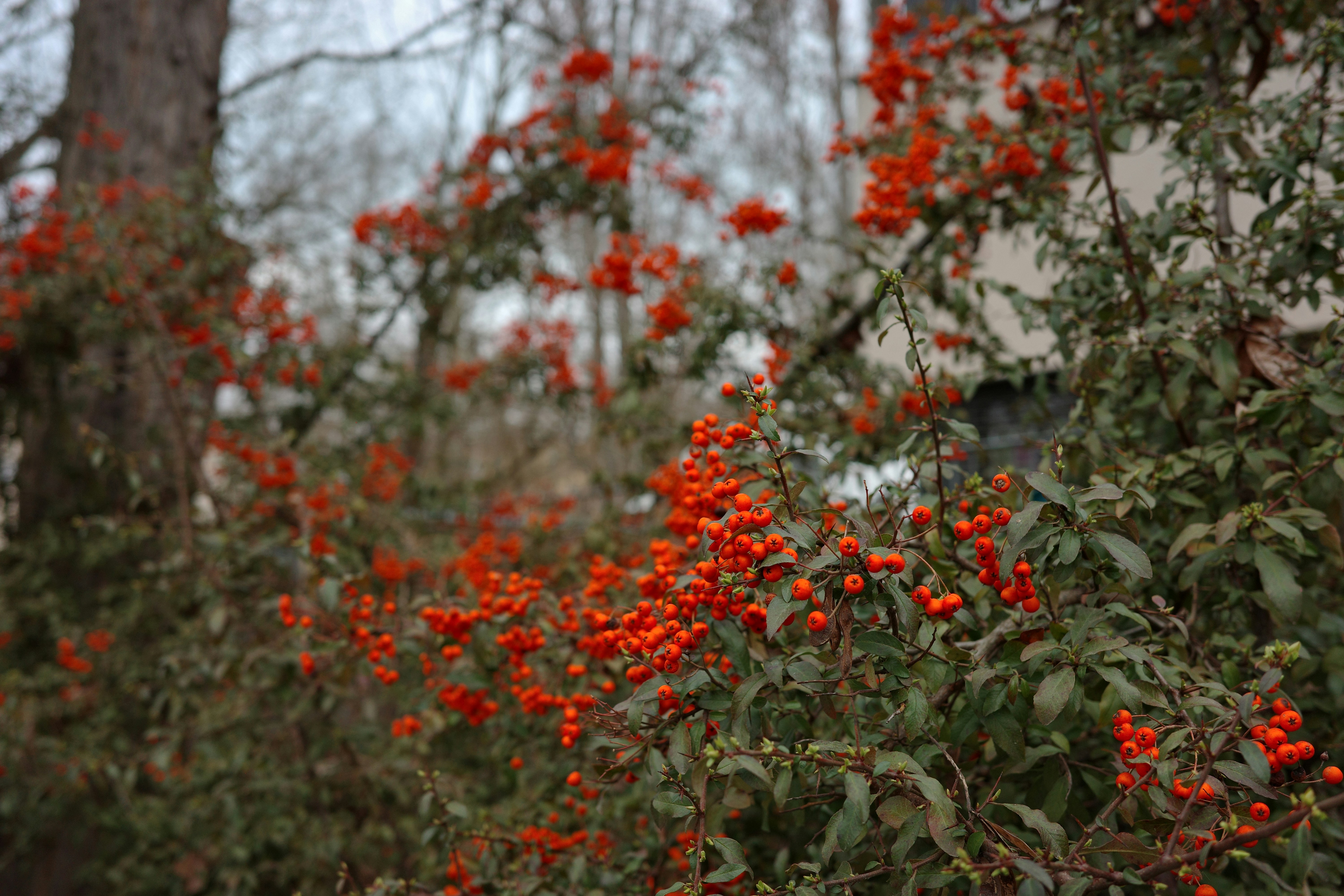 A bush with bright red berries and green leaves.