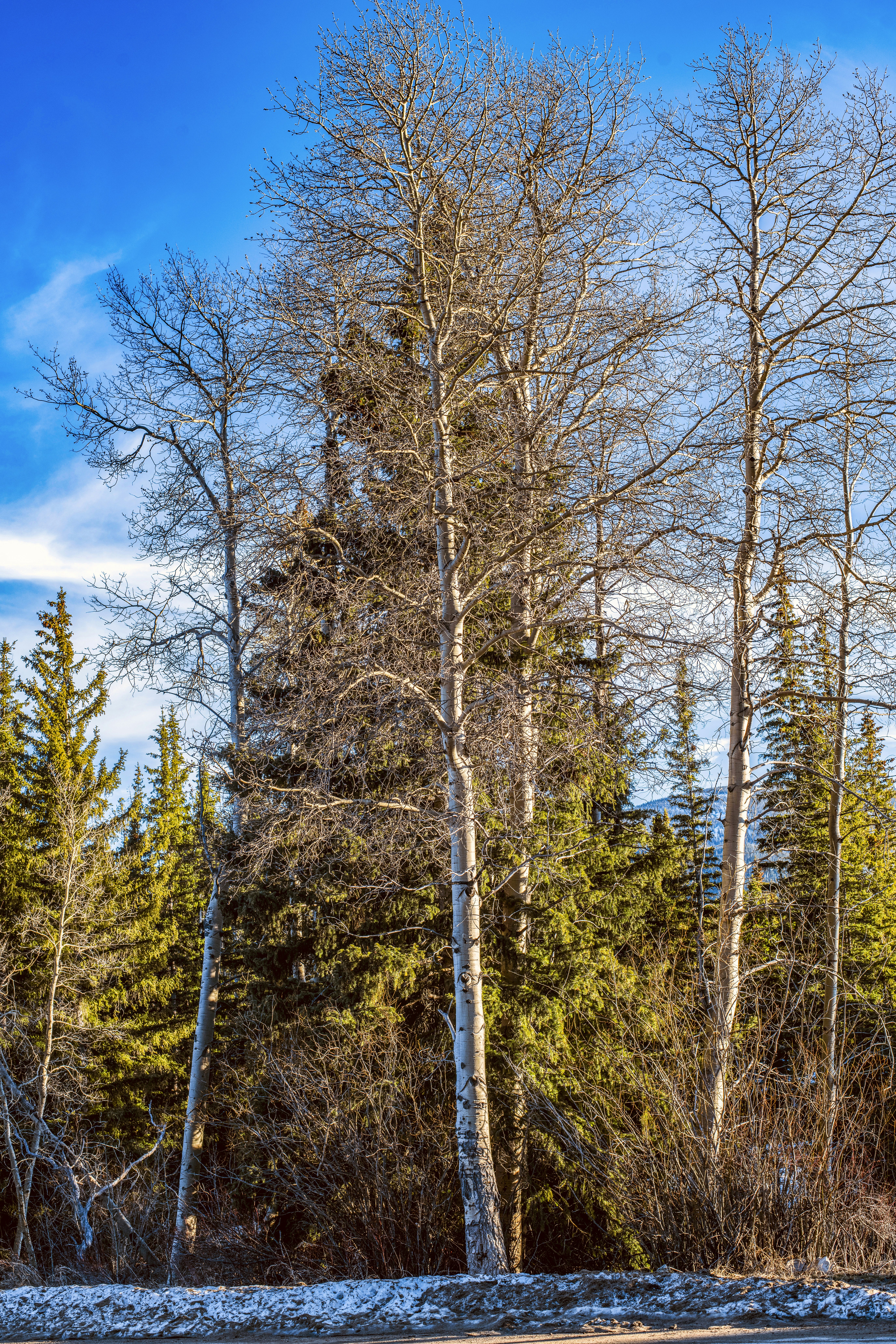Alberi nudi si ergevano alti contro un cielo azzurro brillante.