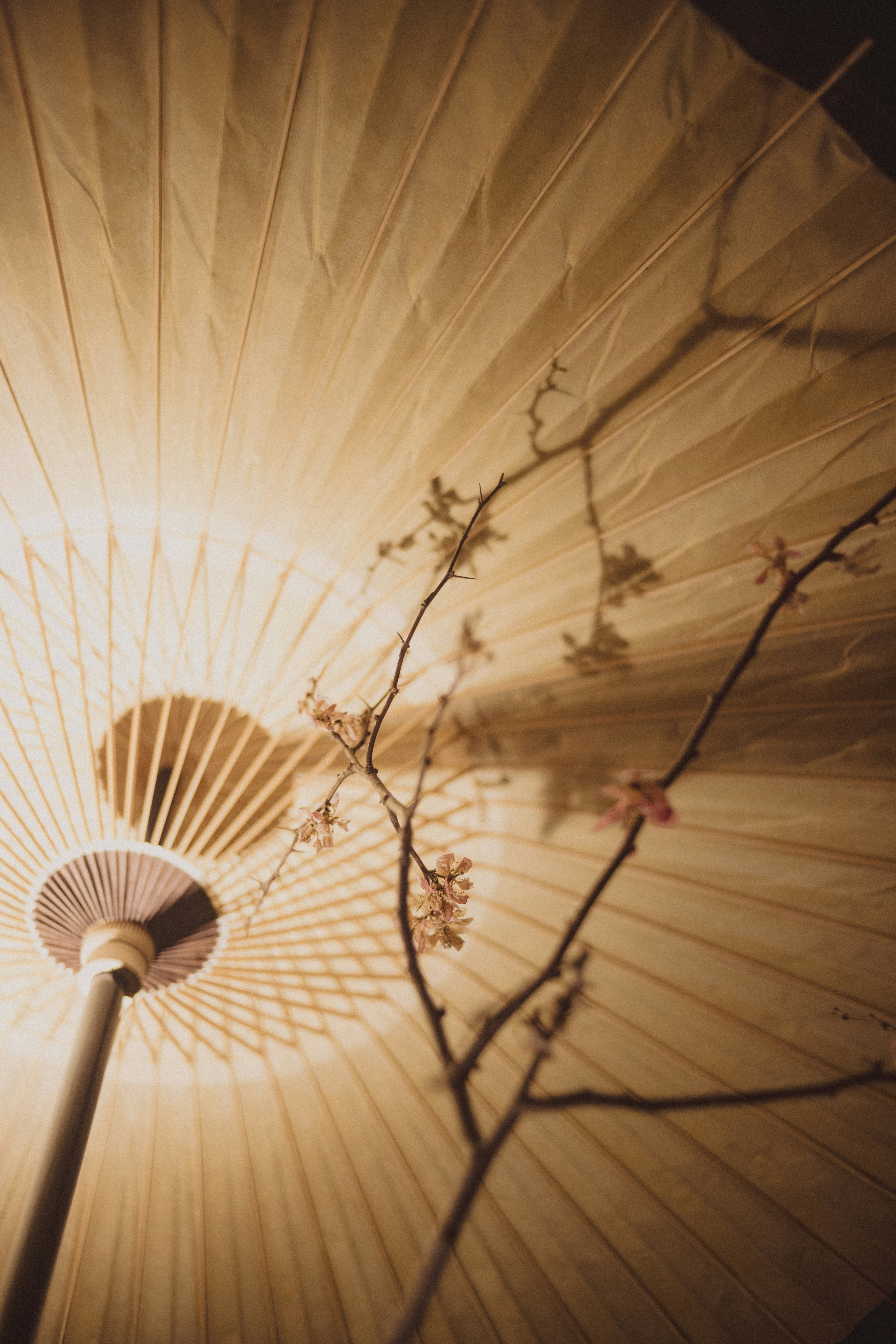 Delicate cherry blossoms cast shadows on a paper umbrella.