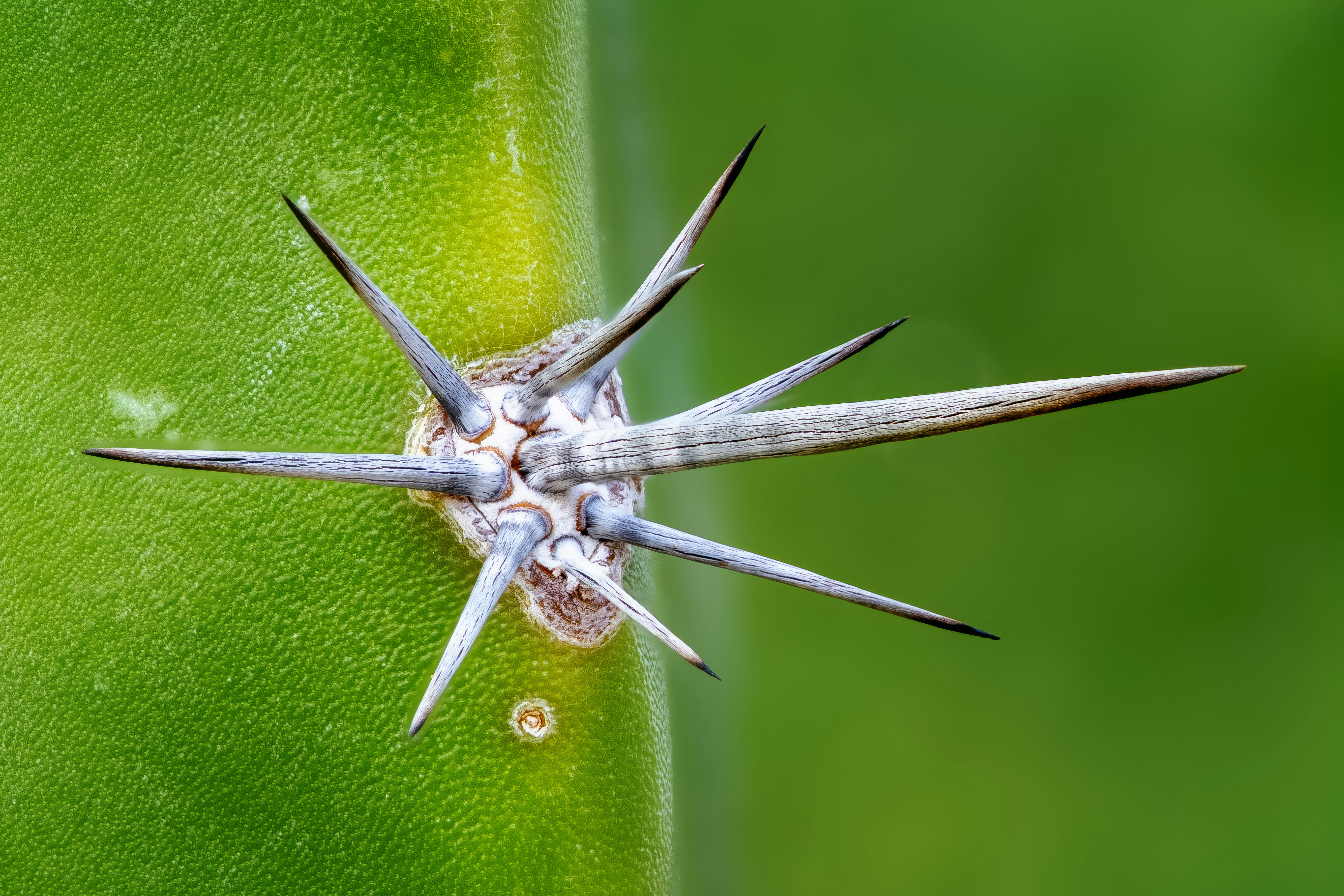 Gros plan des épines acérées sur une tige de cactus verte.