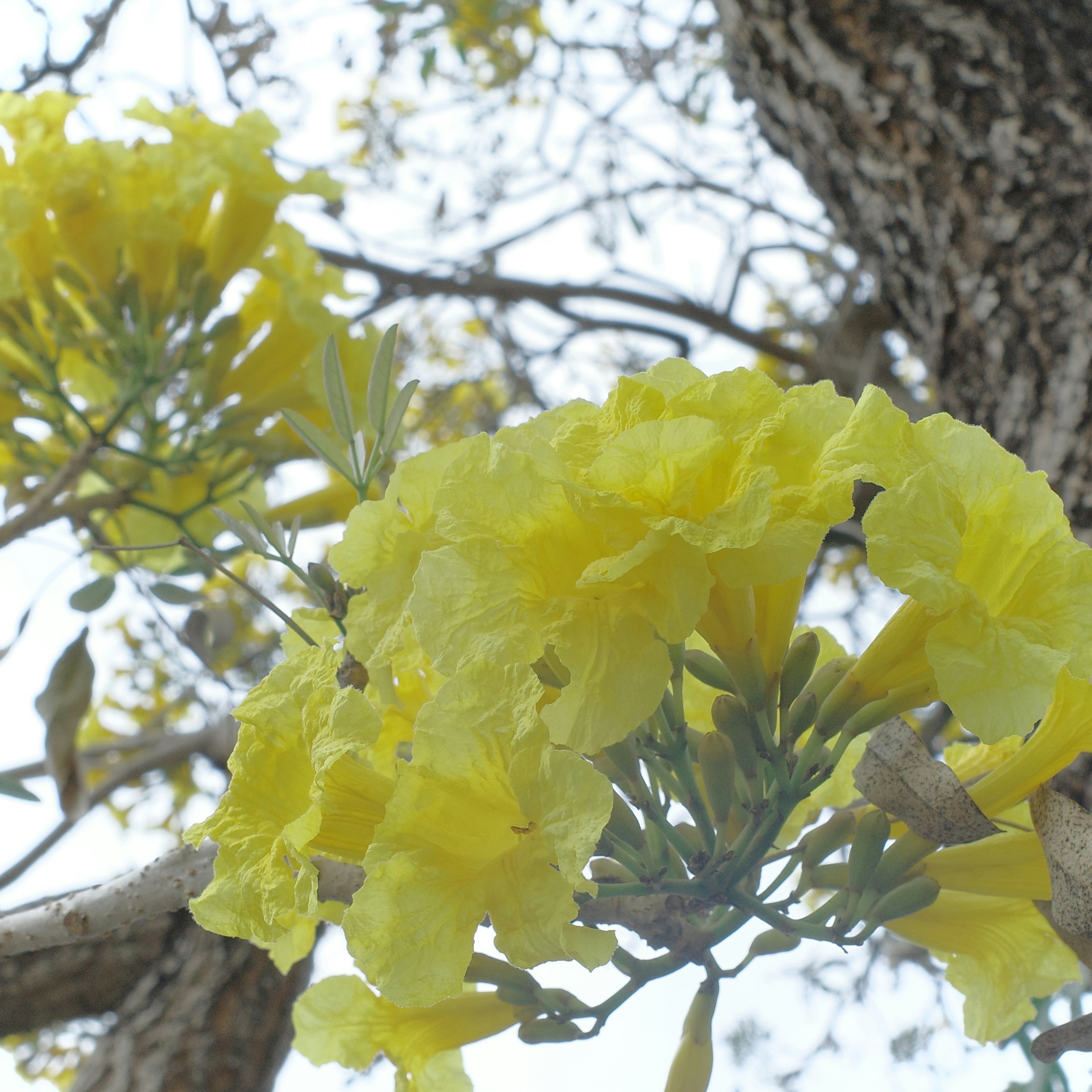 Bright yellow flowers bloom on a tree branch.