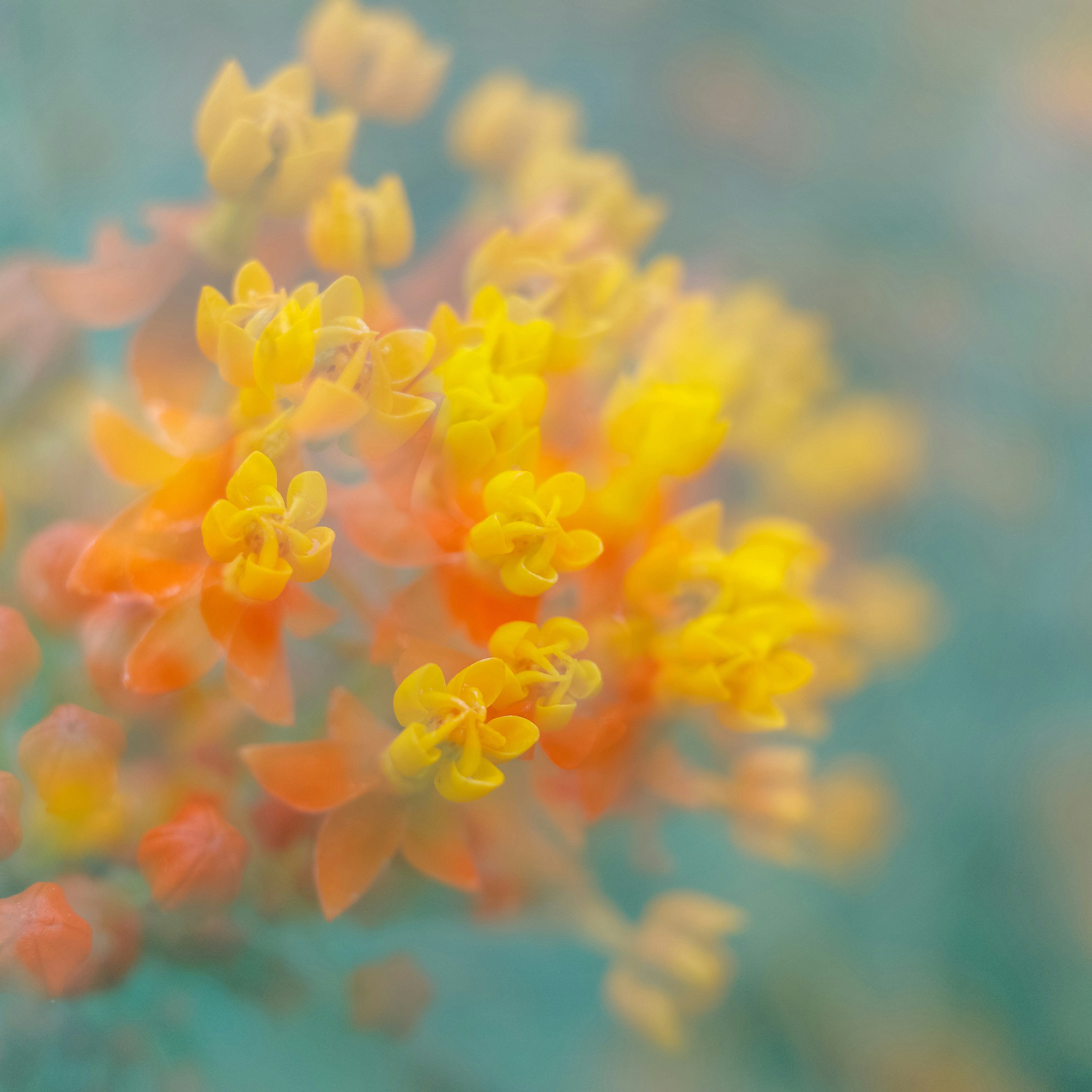 Close-up of yellow and orange wildflowers with soft focus