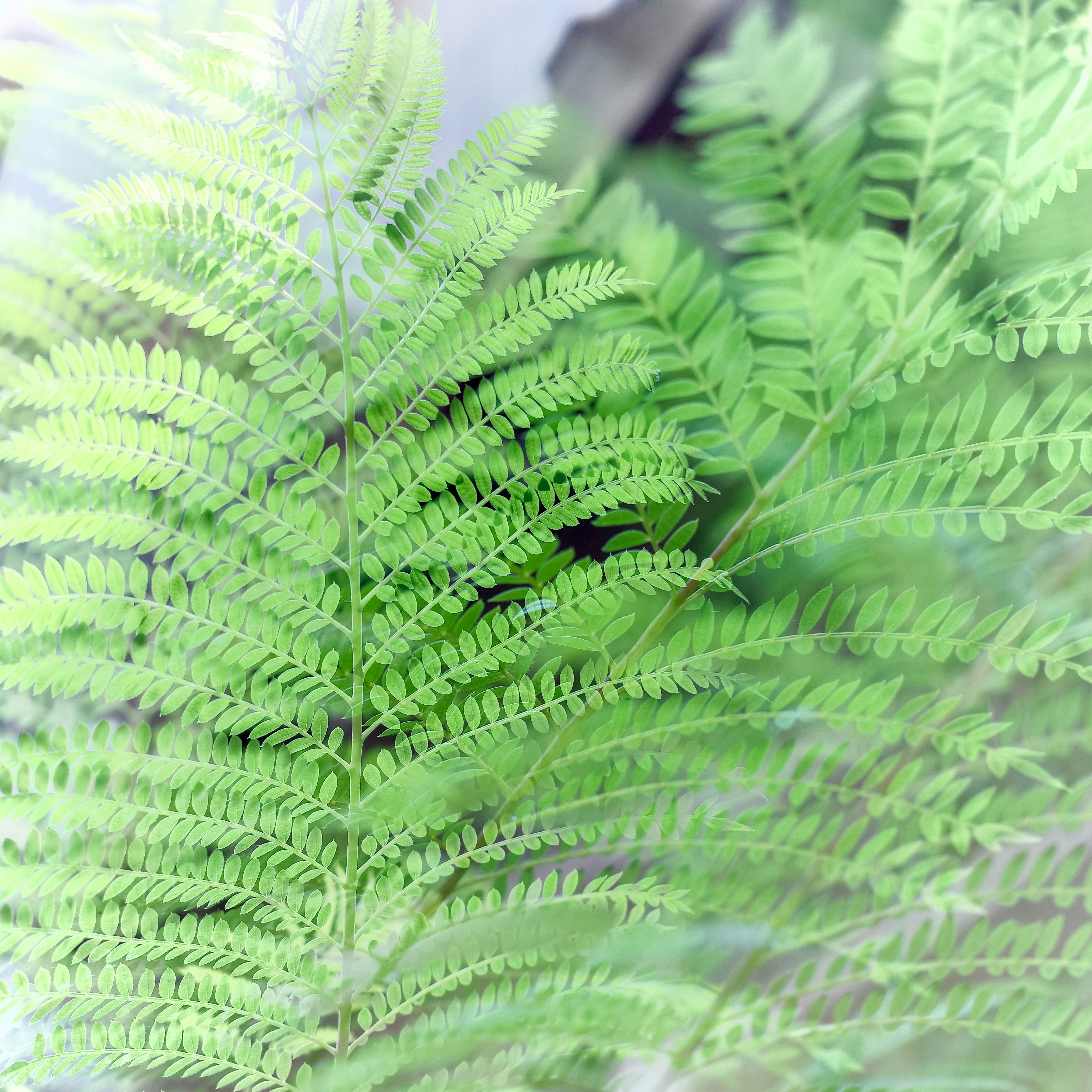Close-up of vibrant green fern leaves in soft light.