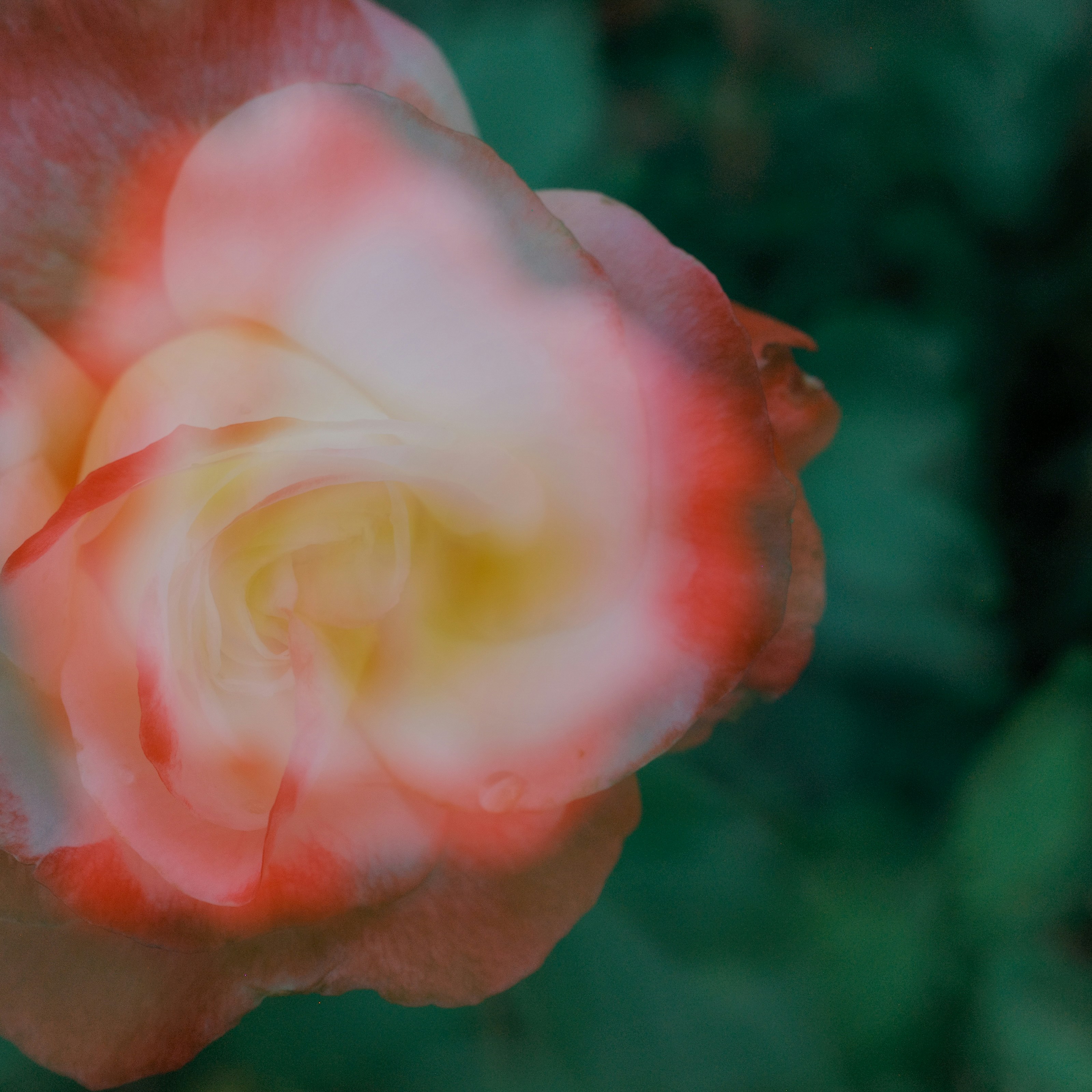 Close up of a pink and yellow rose.