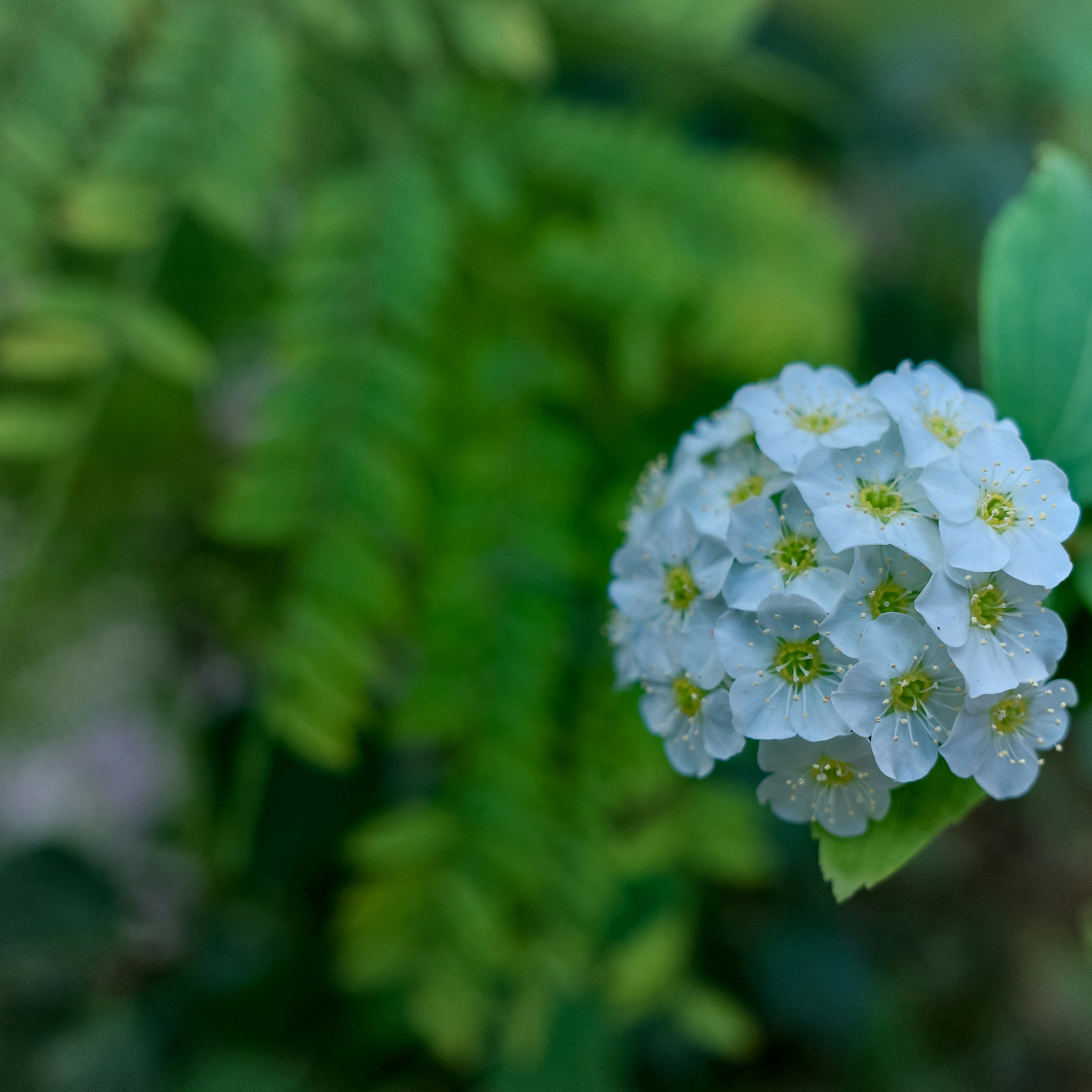 A cluster of small white flowers with green leaves.