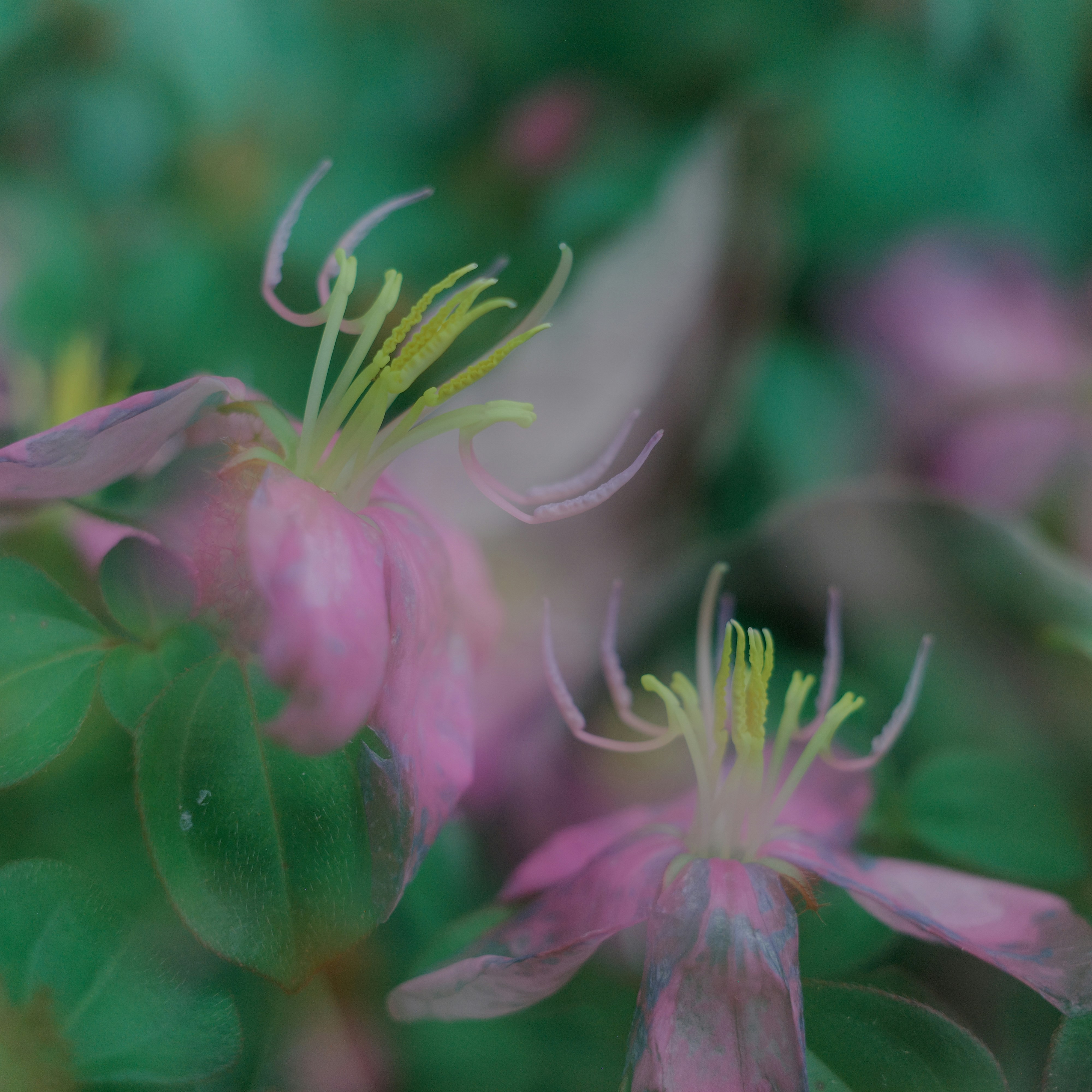 Delicate pink flowers with yellow stamens bloom.