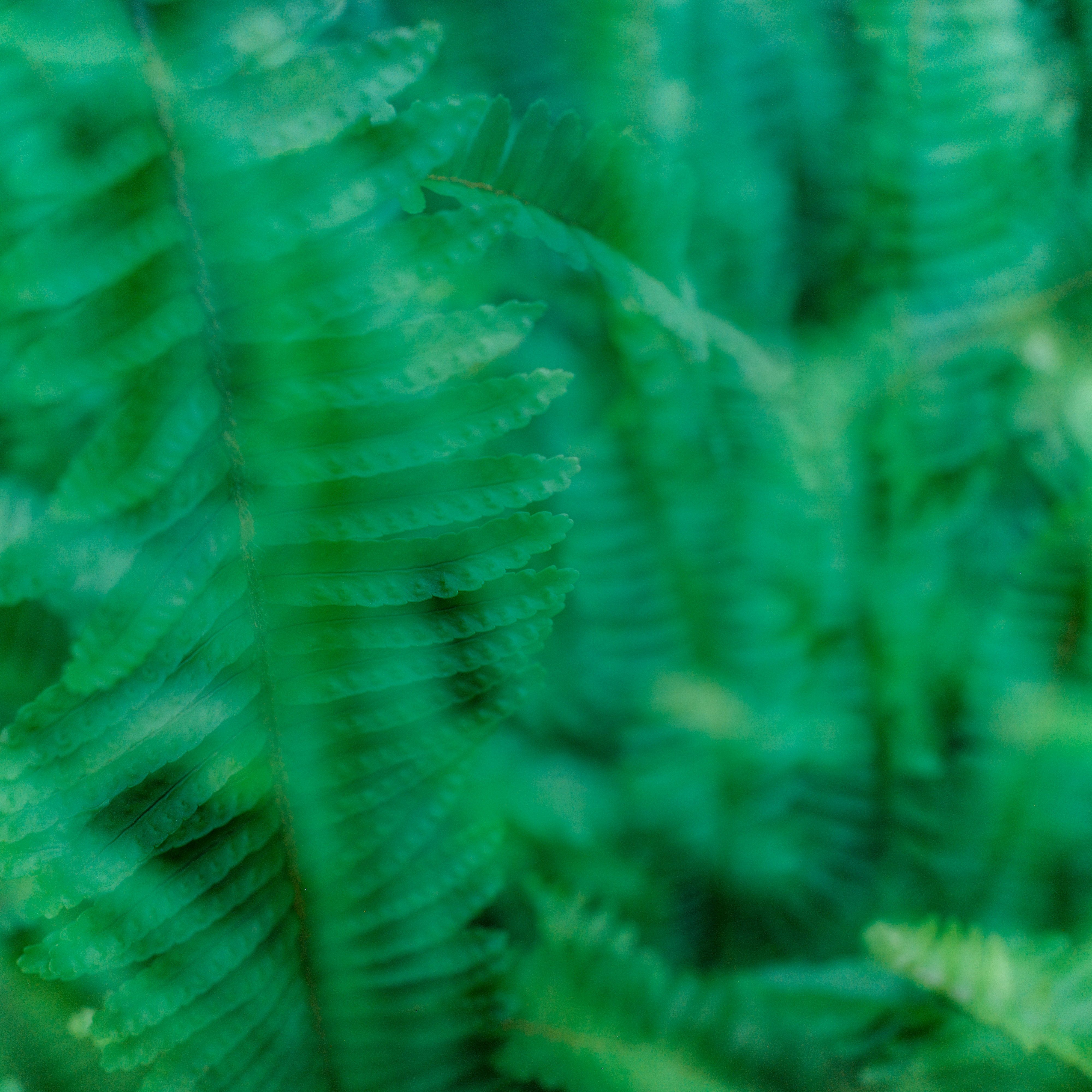Close-up of vibrant green fern fronds in soft focus.