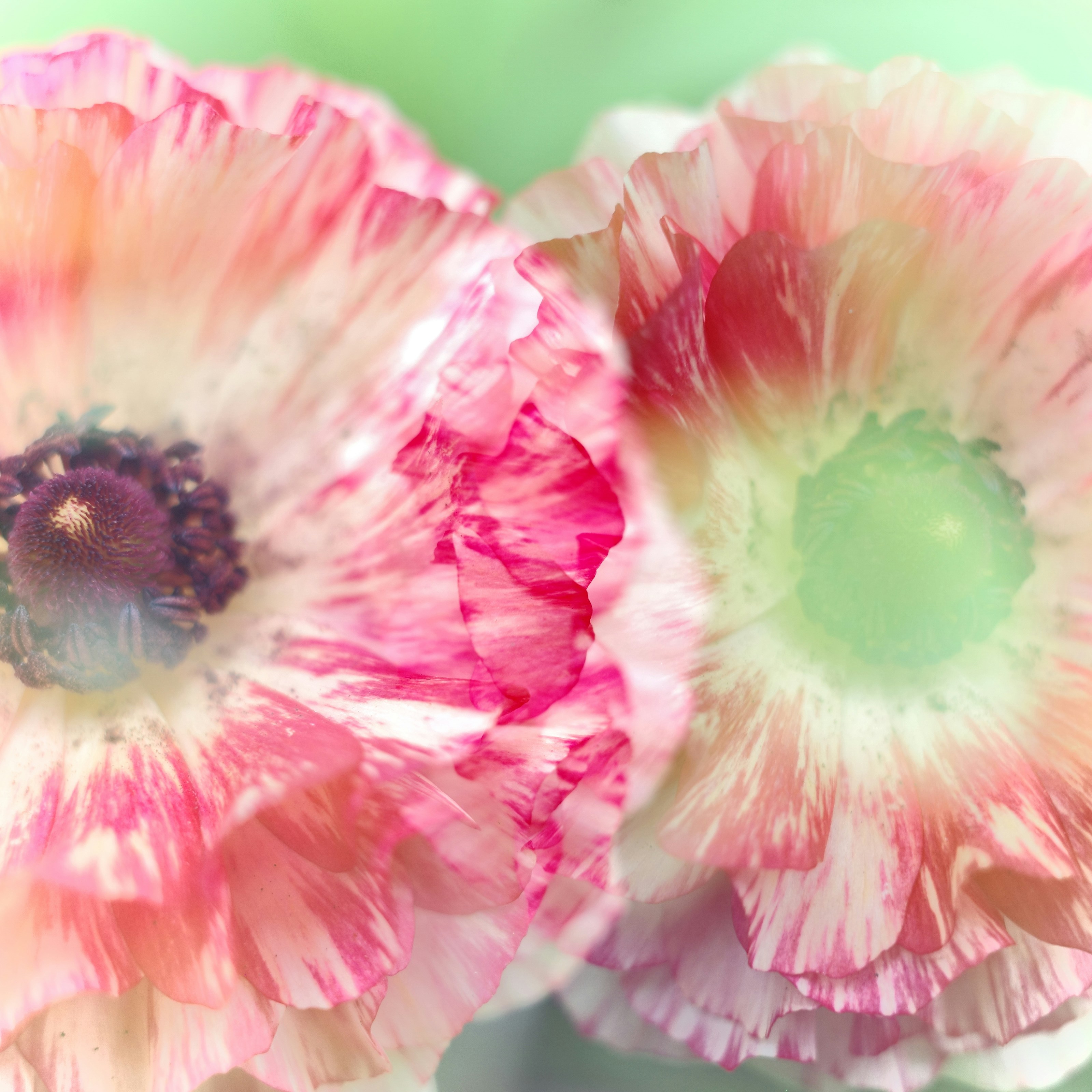 Two delicate pink and white flowers close up.