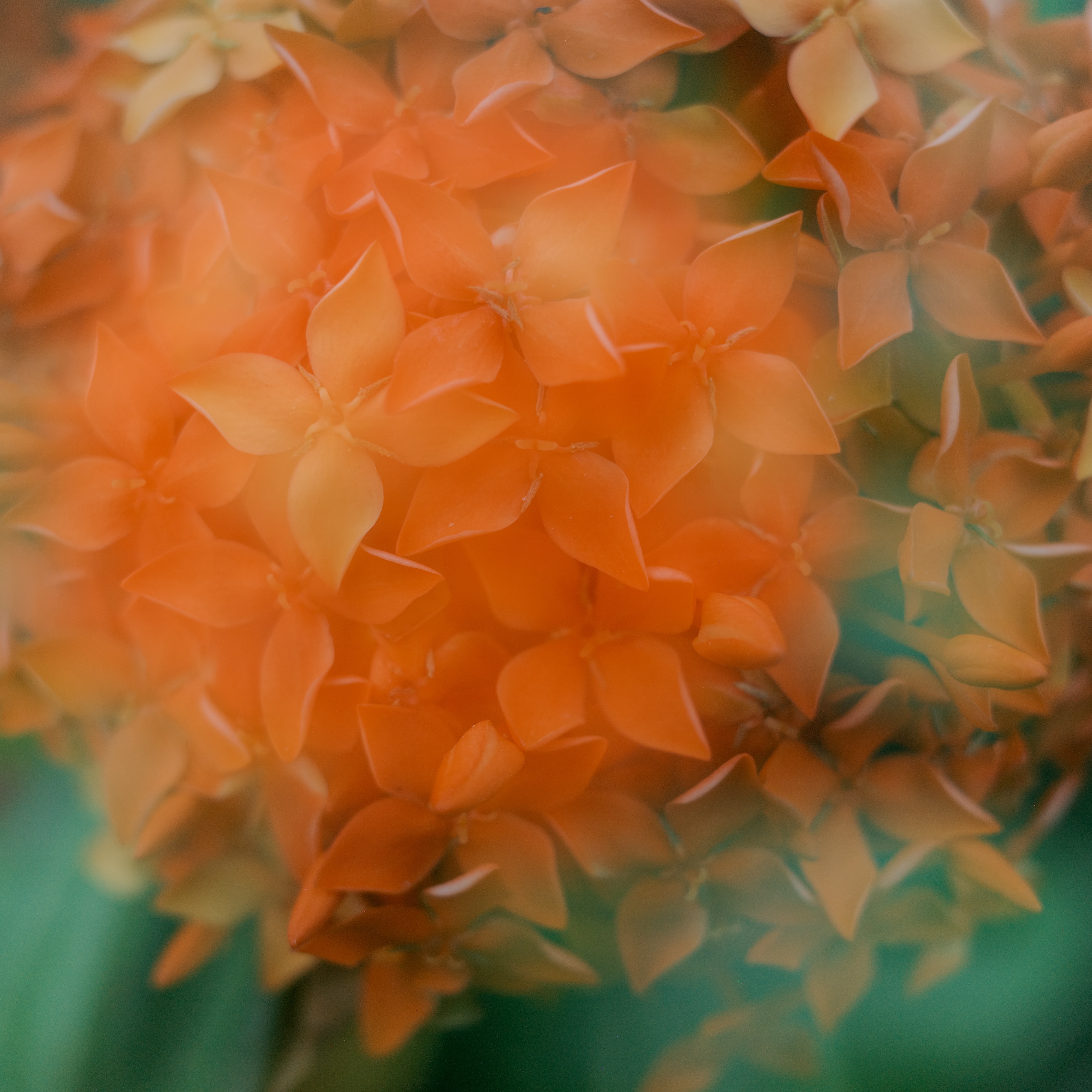 Close-up of vibrant orange flowers with green foliage.