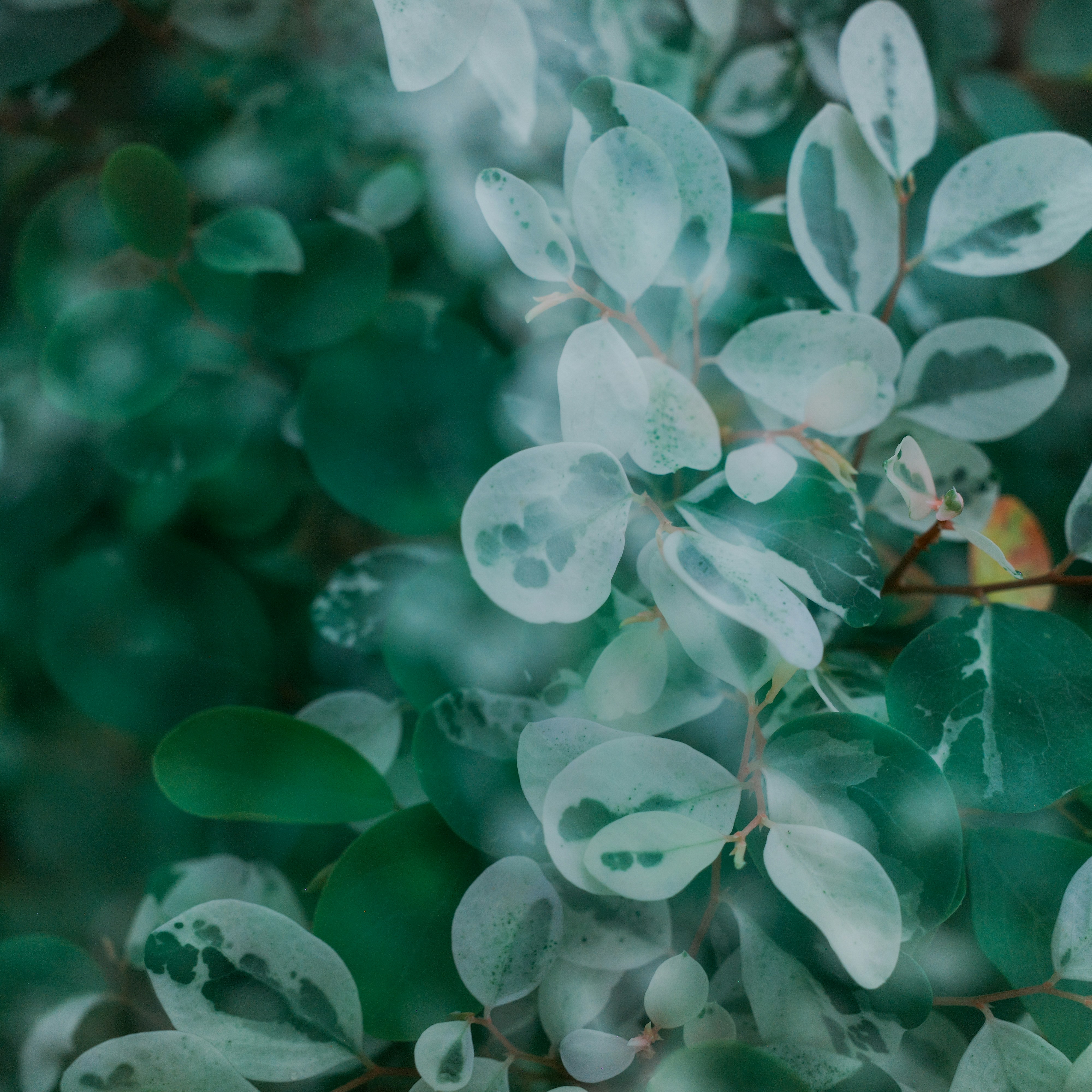 Close-up of variegated leaves on a plant