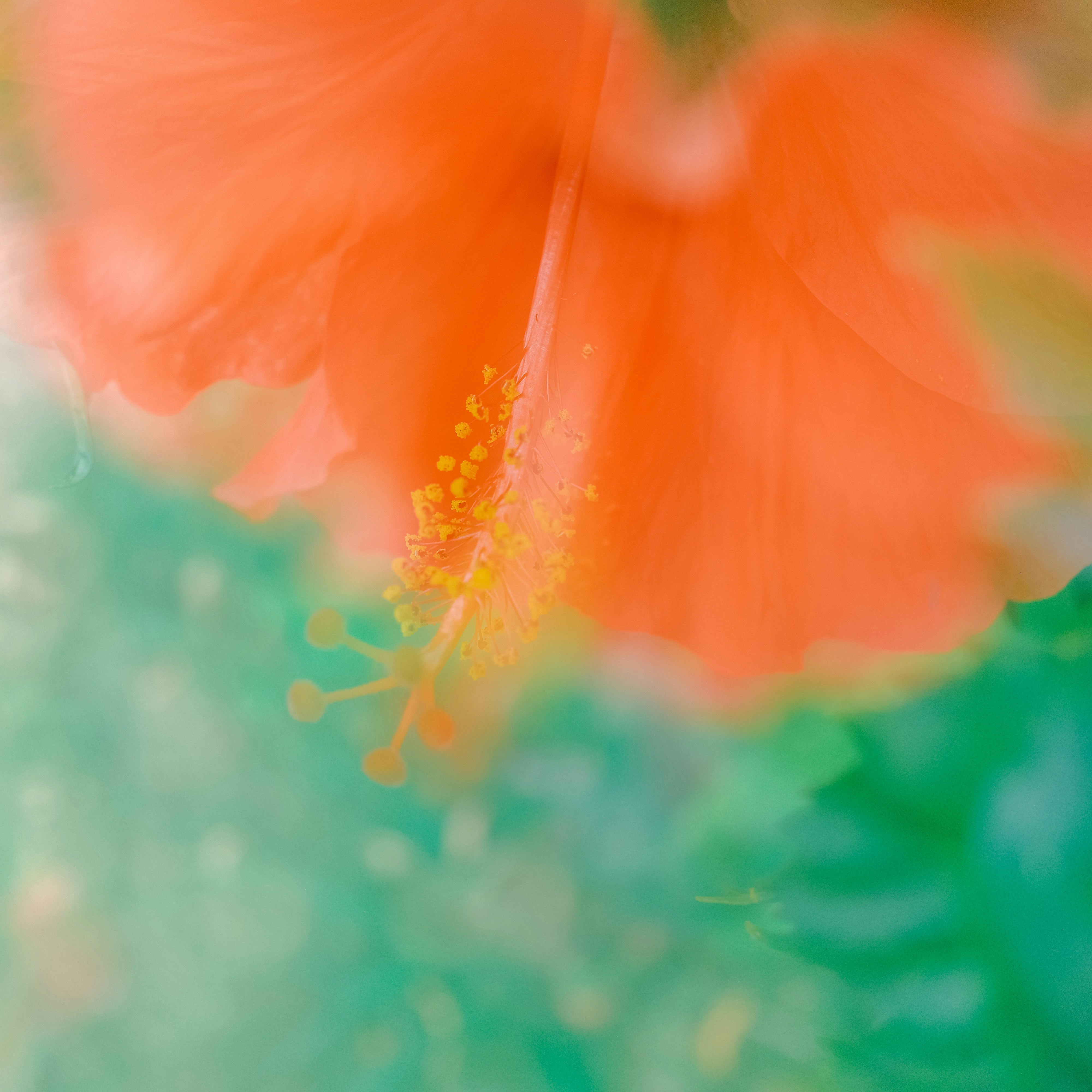 Close-up abstract of an orange hibiscus flower