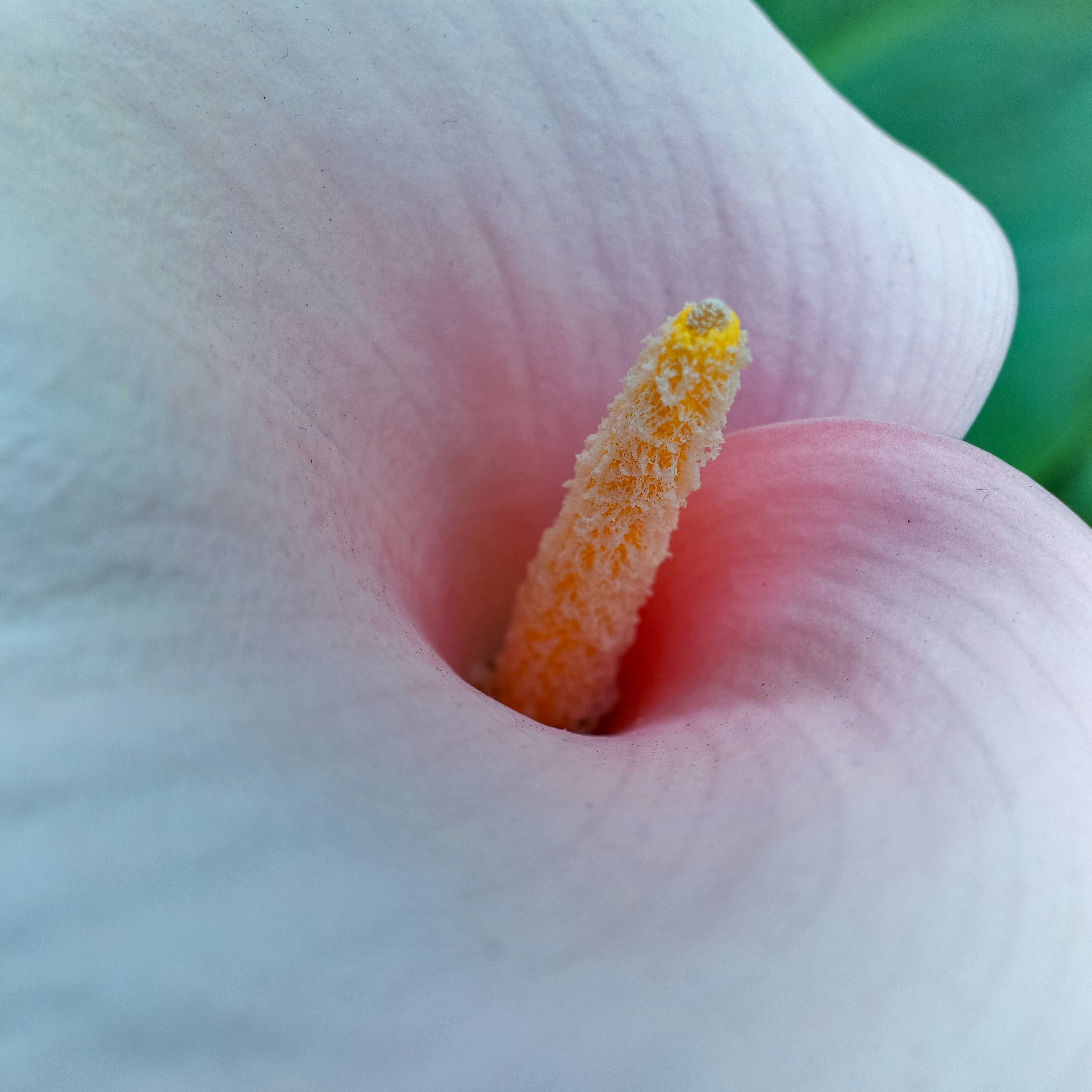 Close-up of a delicate white calla lily flower
