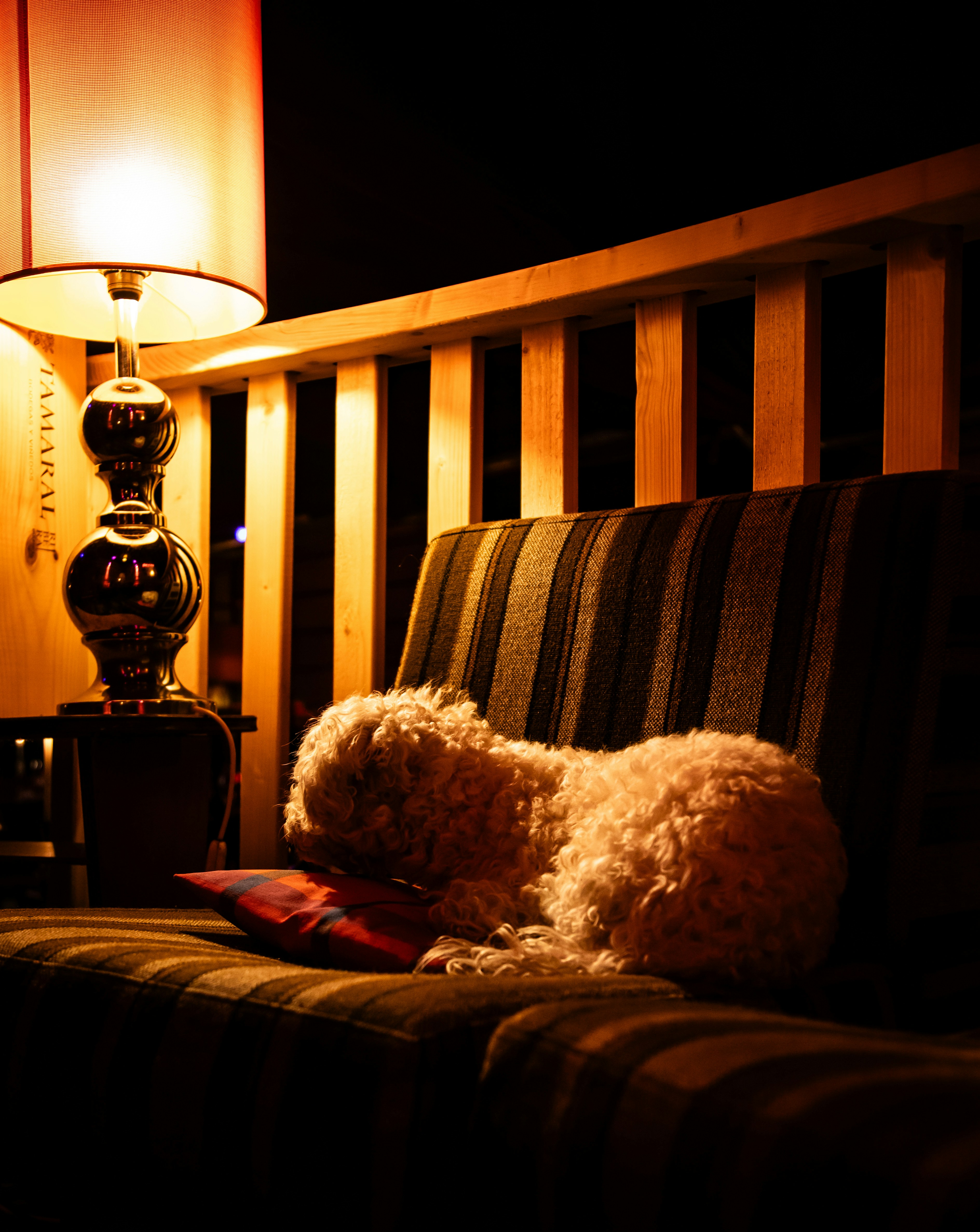Un cane bianco e soffice dorme su un divano a righe.