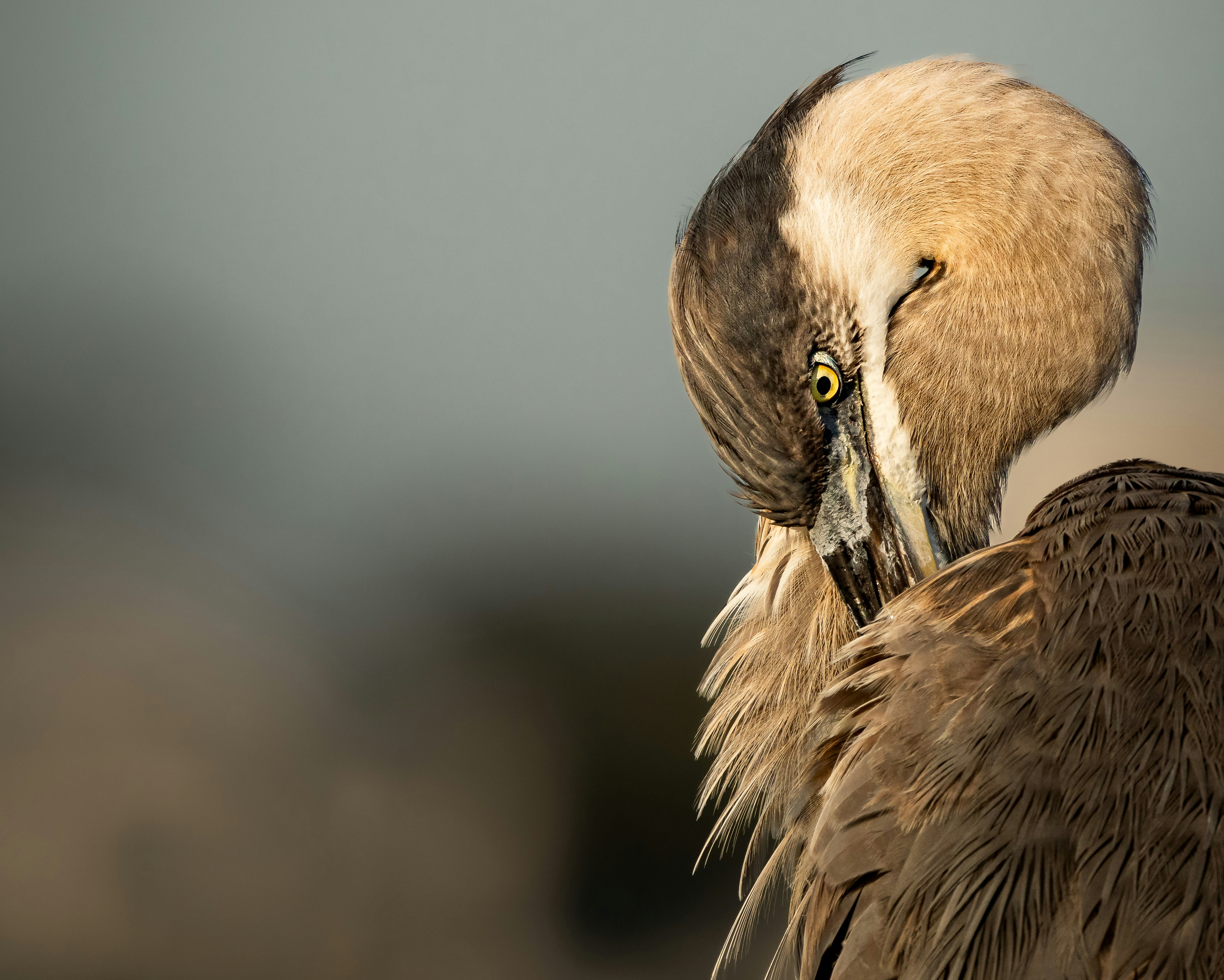 Find the Cheapest Registered Agent for Your Company Spending plan