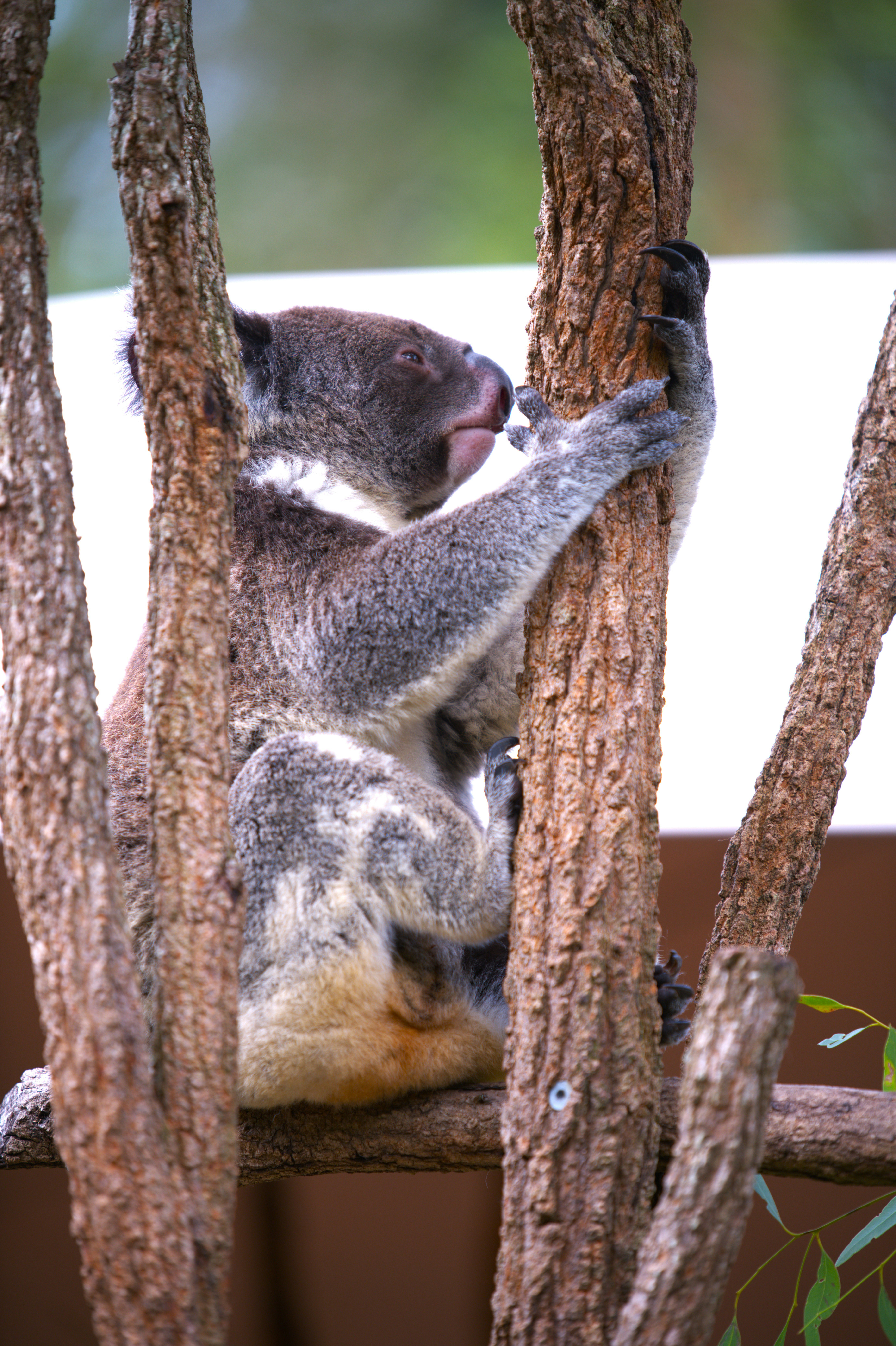 Ein Koala klammert sich tagsüber an einen Baumstamm.