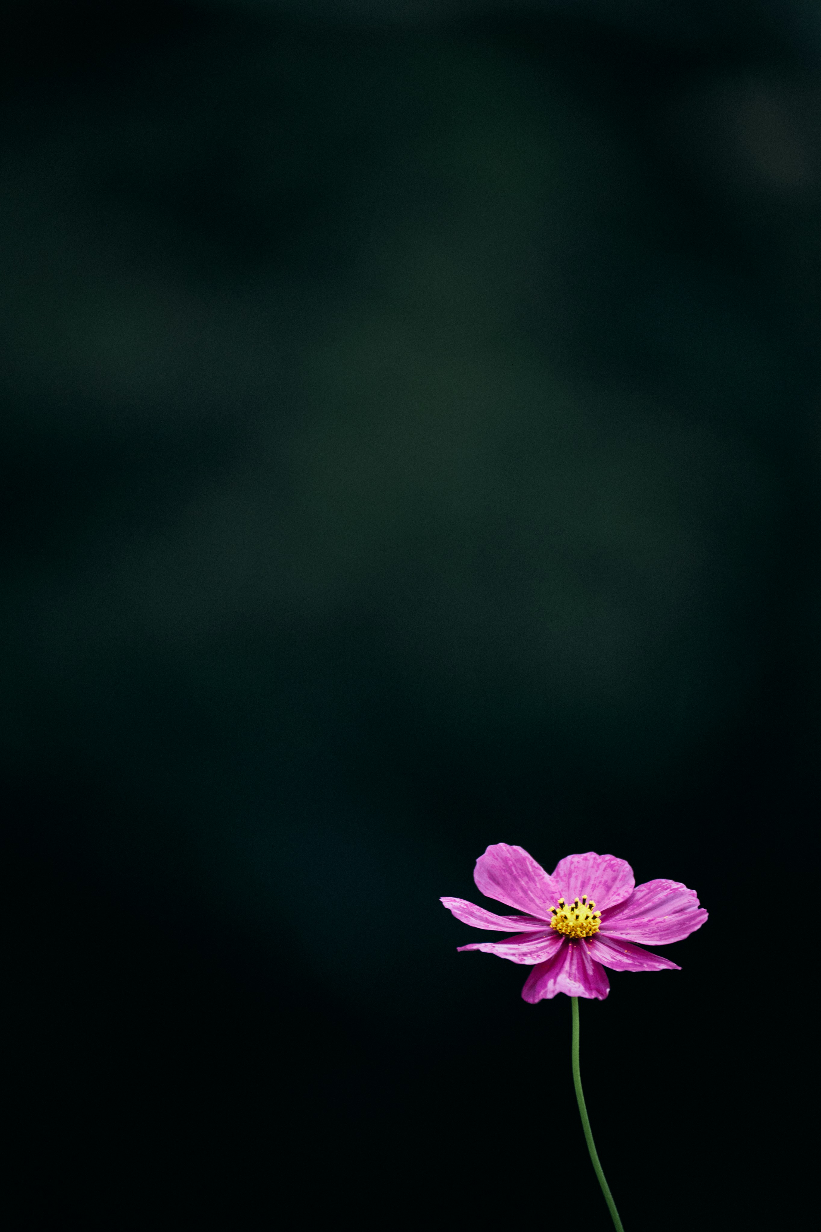 Photo by tsuyoshikozu