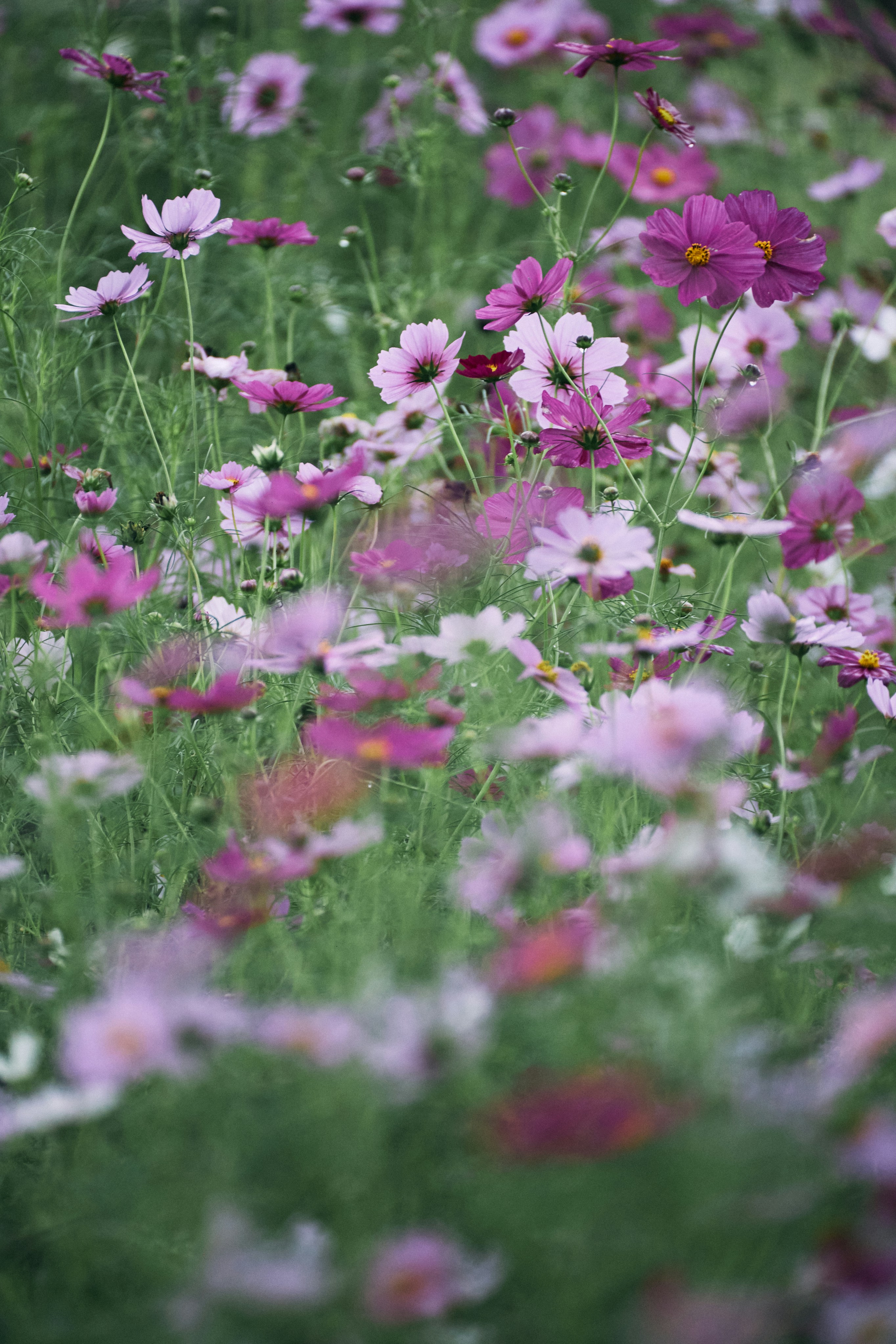 Photo by tsuyoshikozu