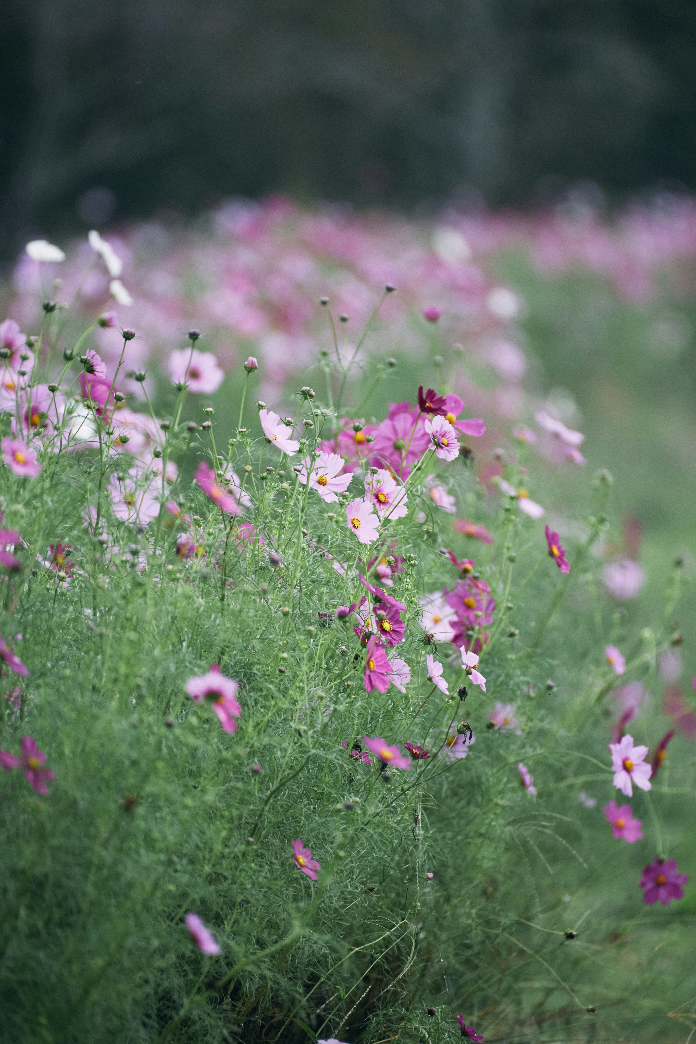 Photo by tsuyoshikozu