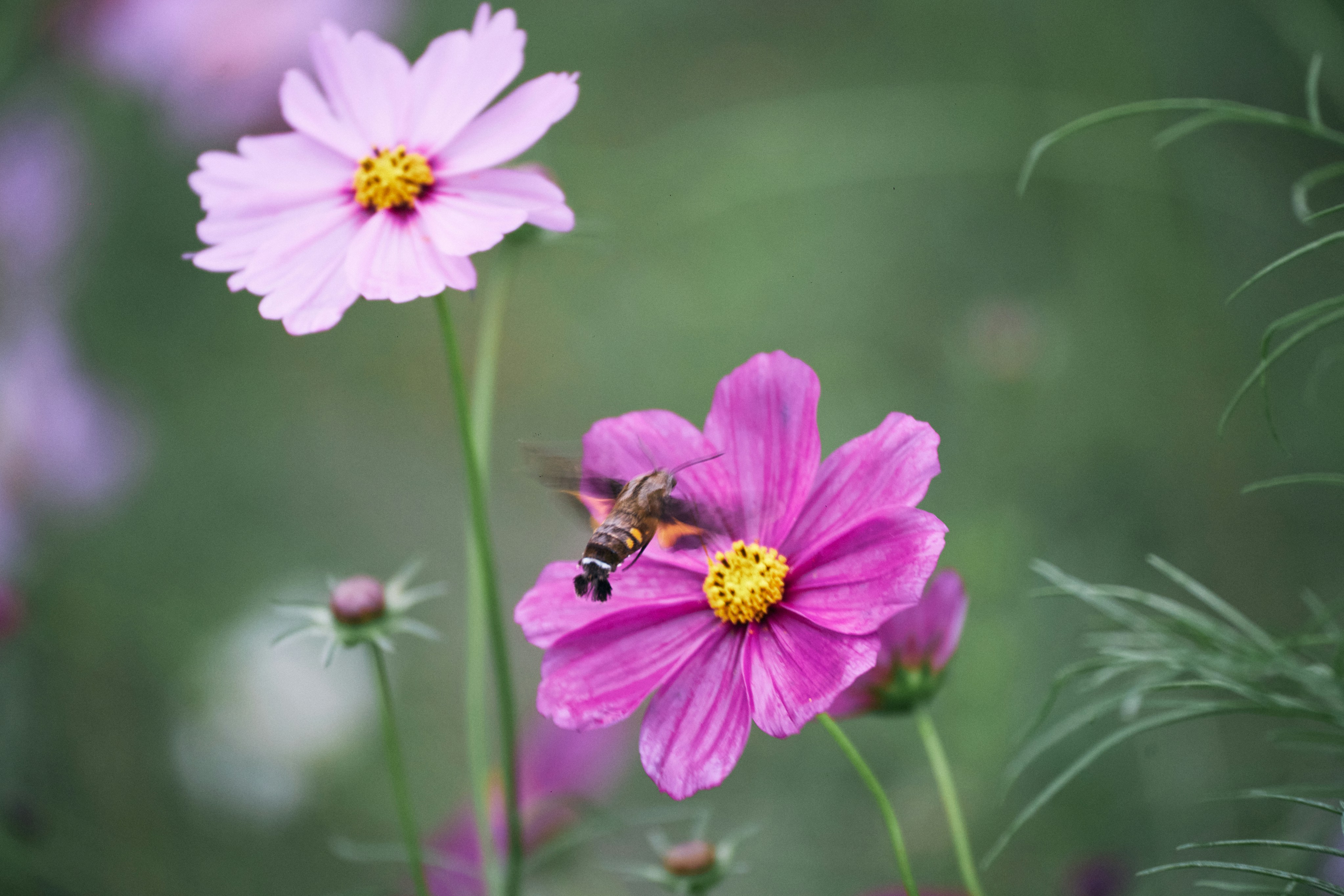 Photo by tsuyoshikozu