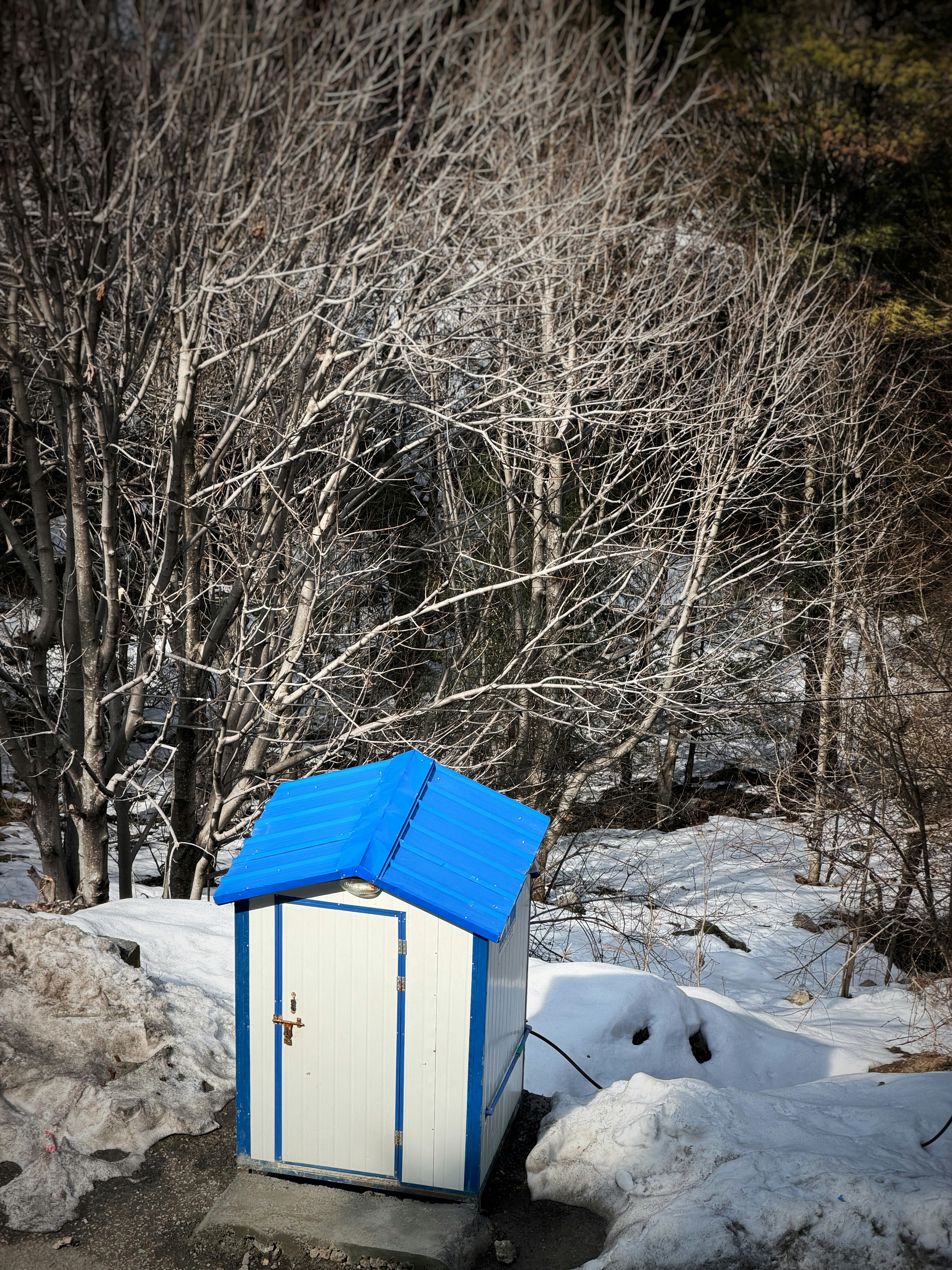 Small white structure with blue roof in snowy woods