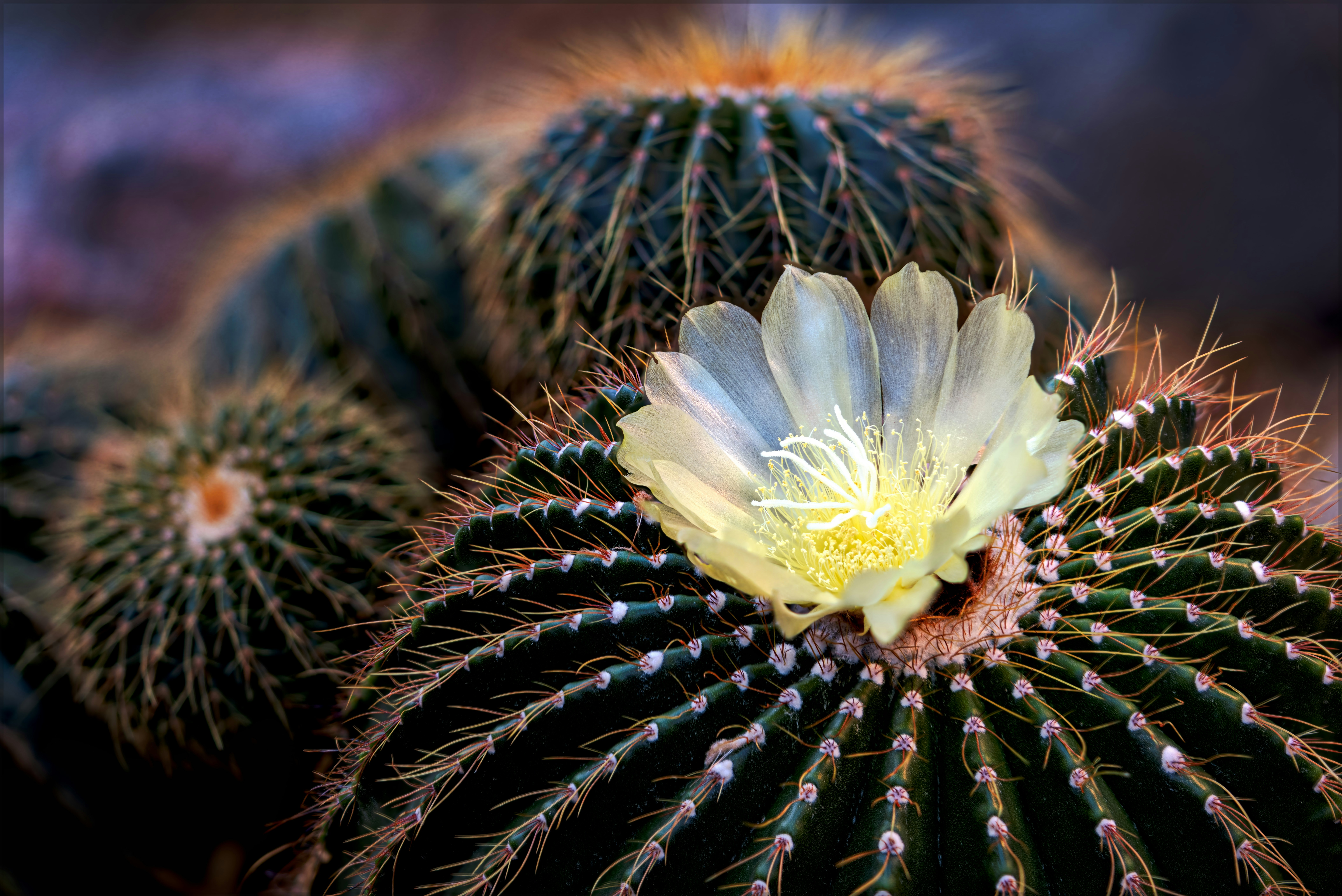Un cactus tonneau doré fleurit avec une délicate fleur jaune.