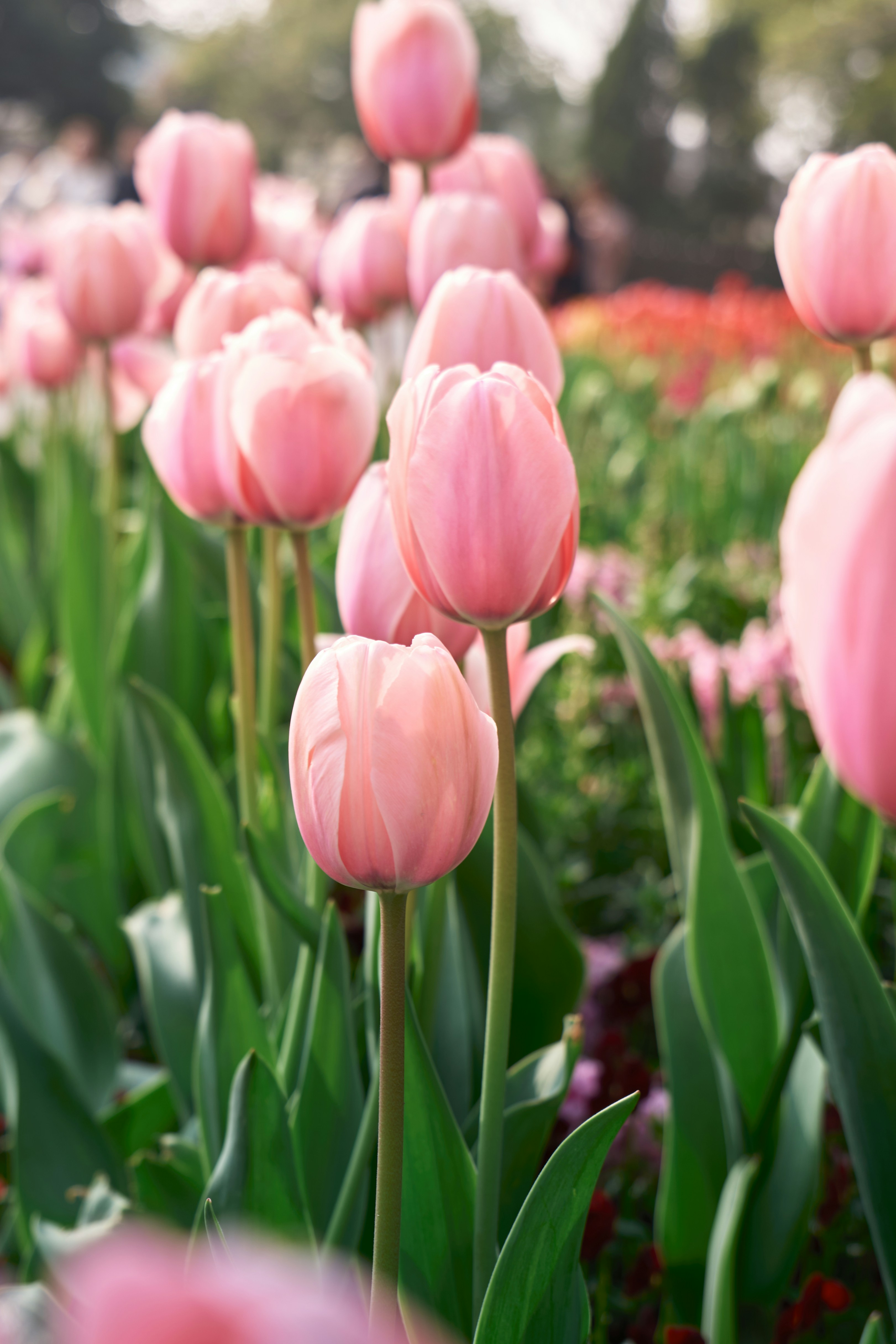 Photo by aasing_gwok