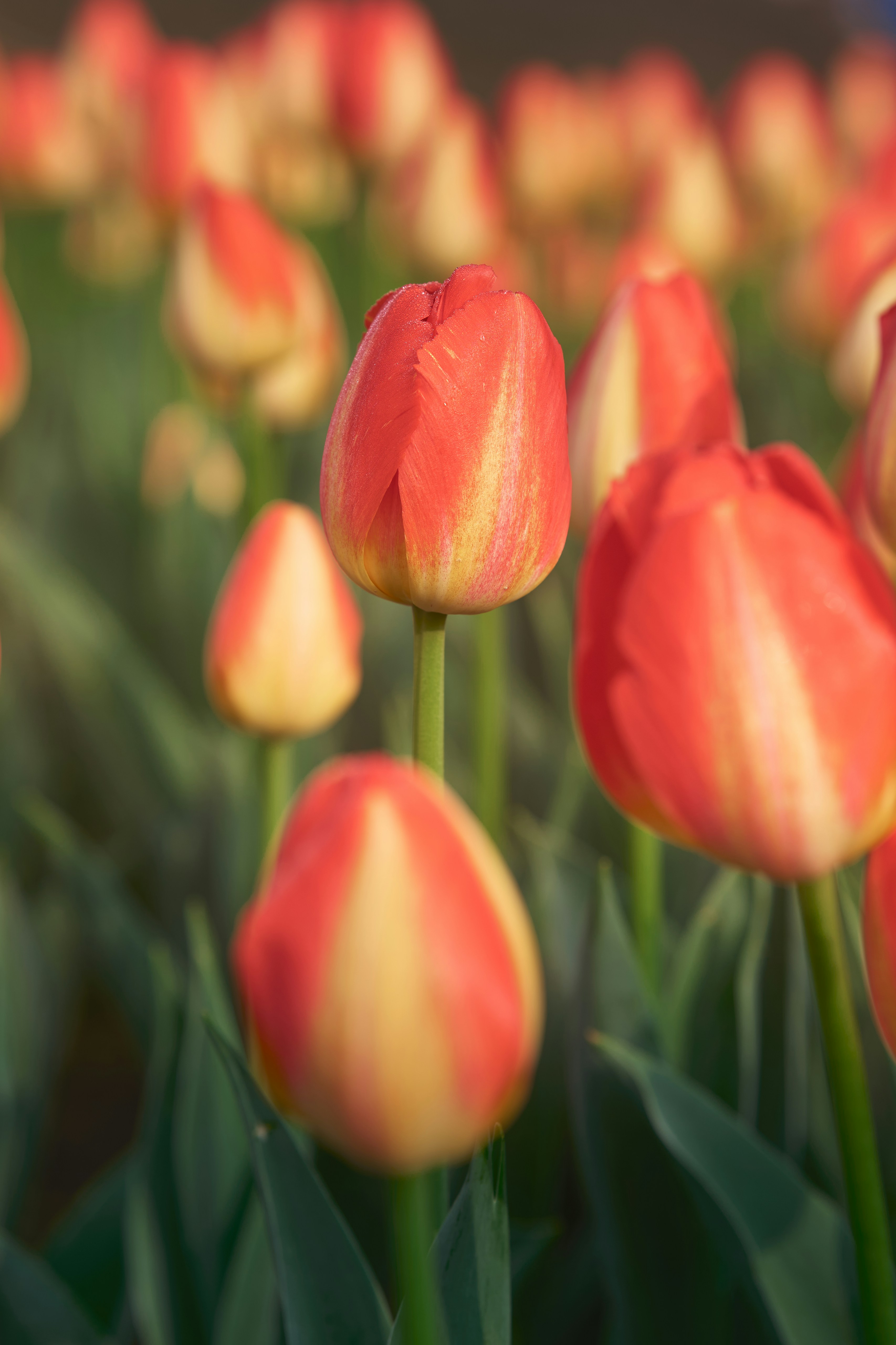 Photo by aasing_gwok