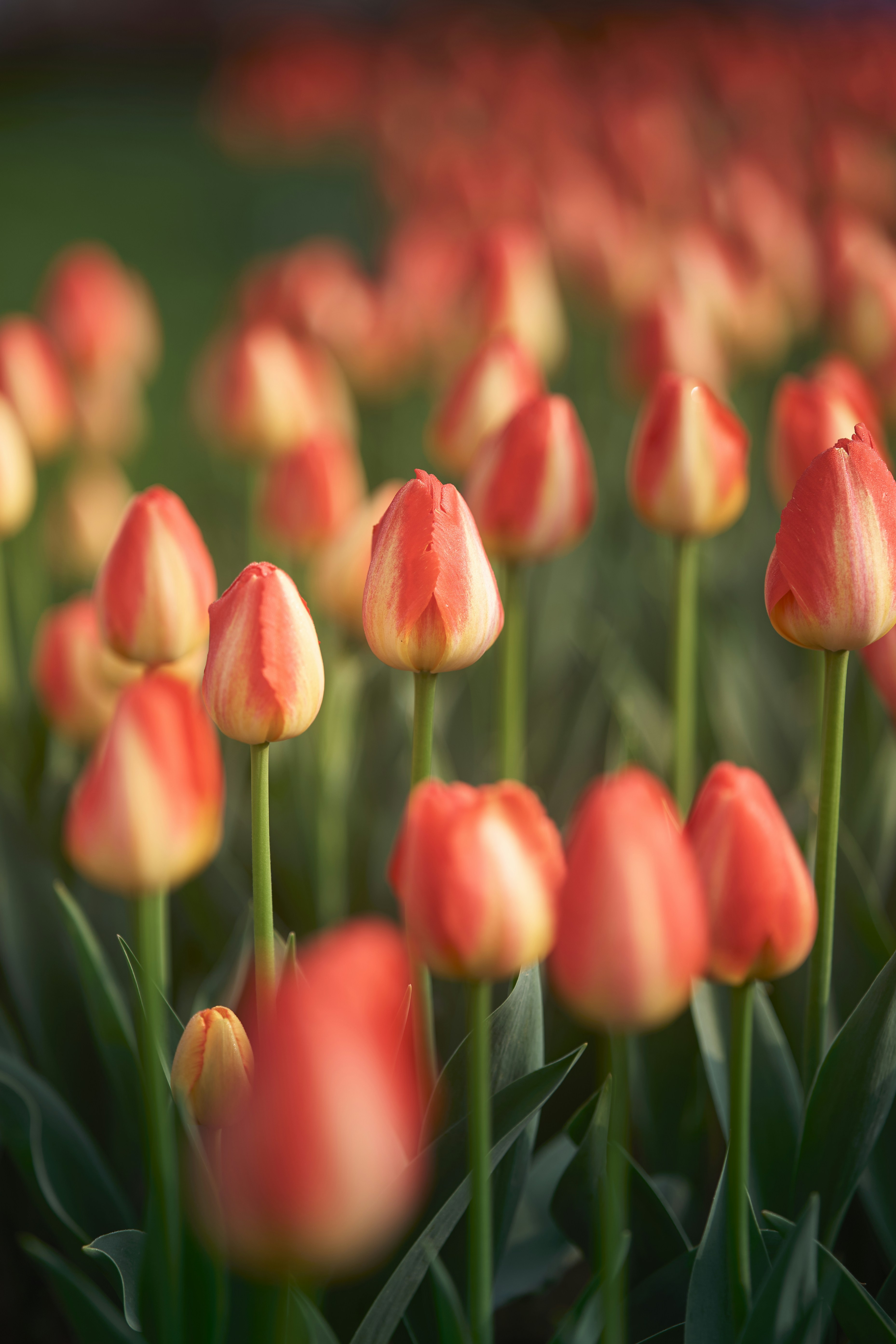 Photo by aasing_gwok