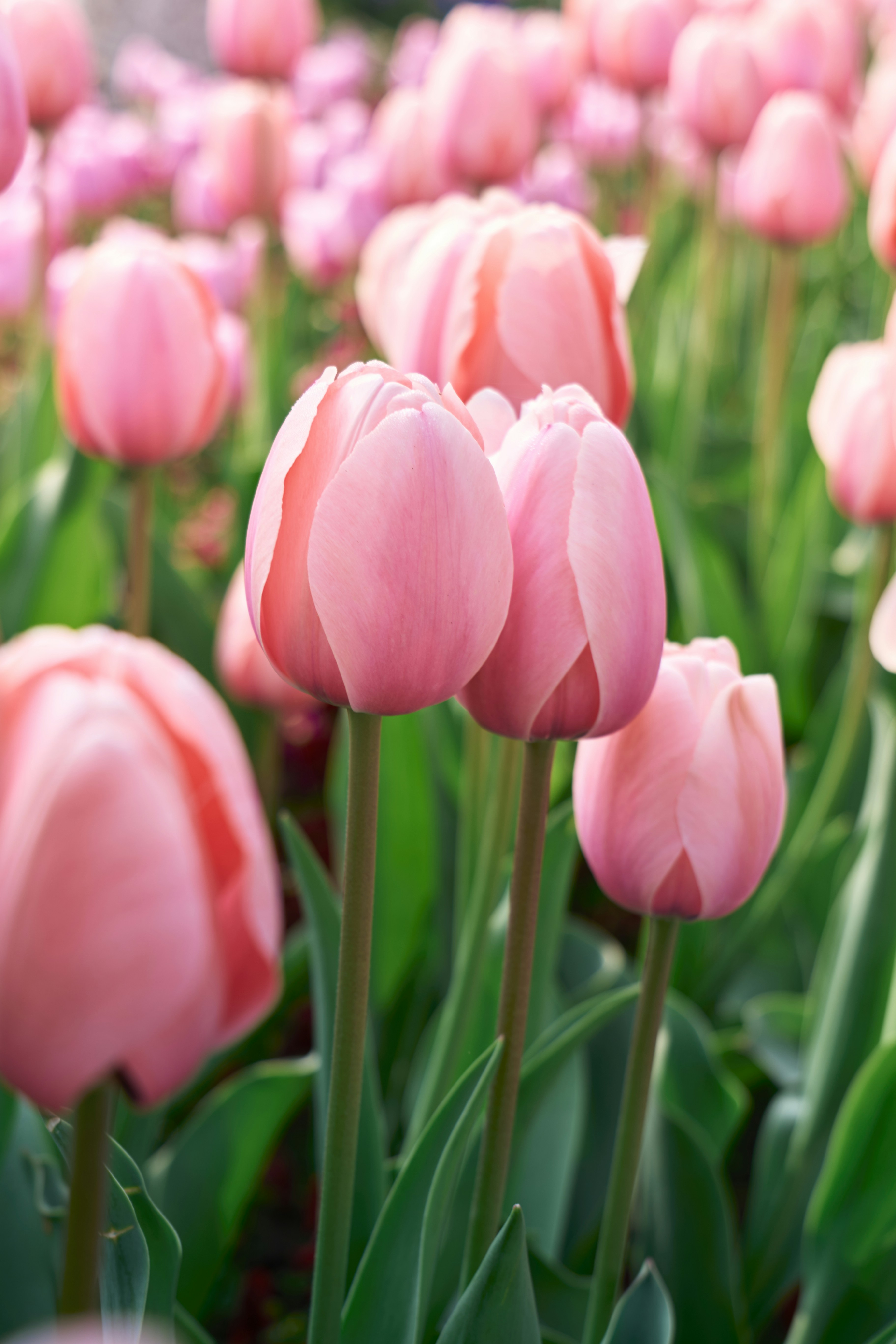 Photo by aasing_gwok