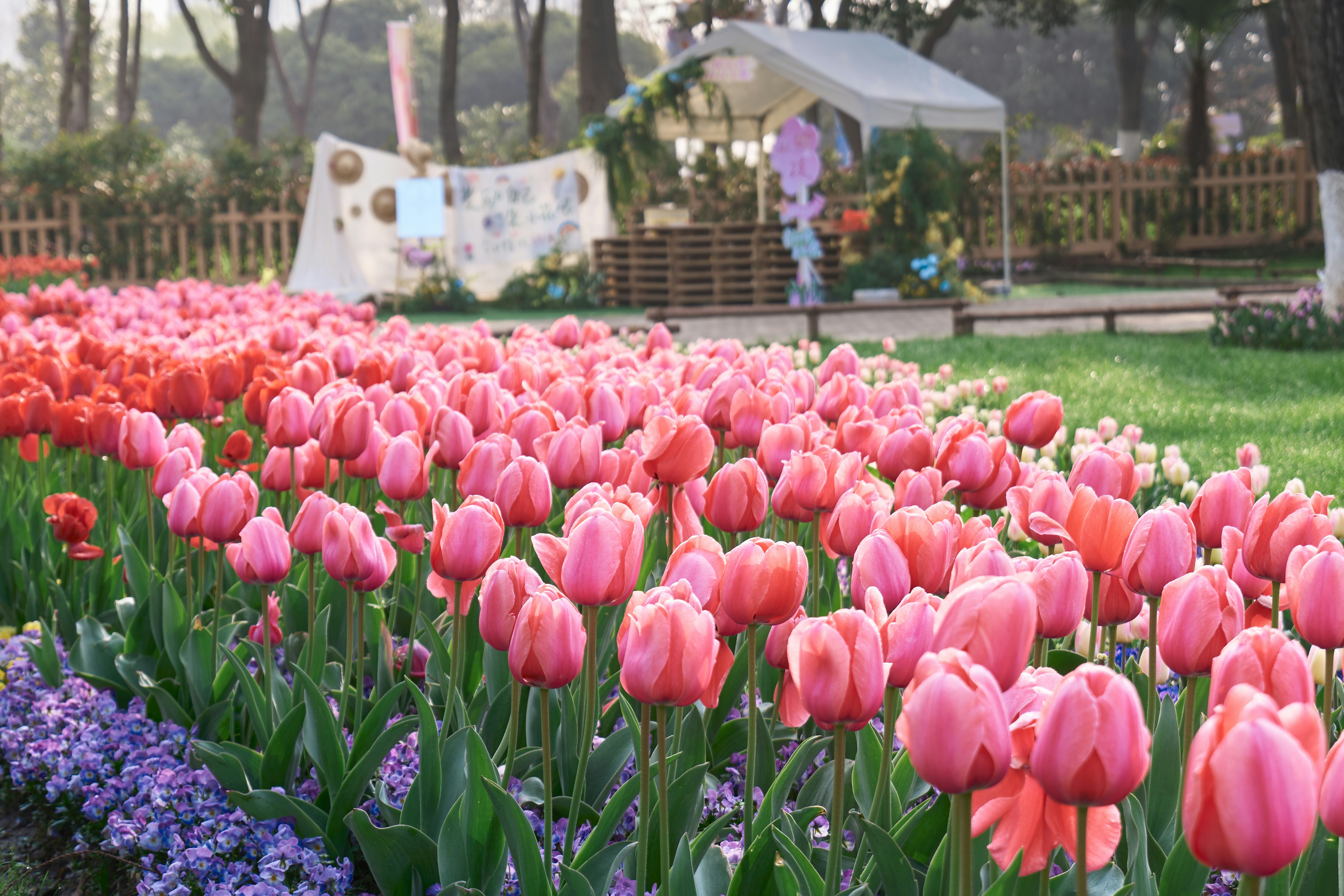 Rows of vibrant pink and red tulips in a garden.
