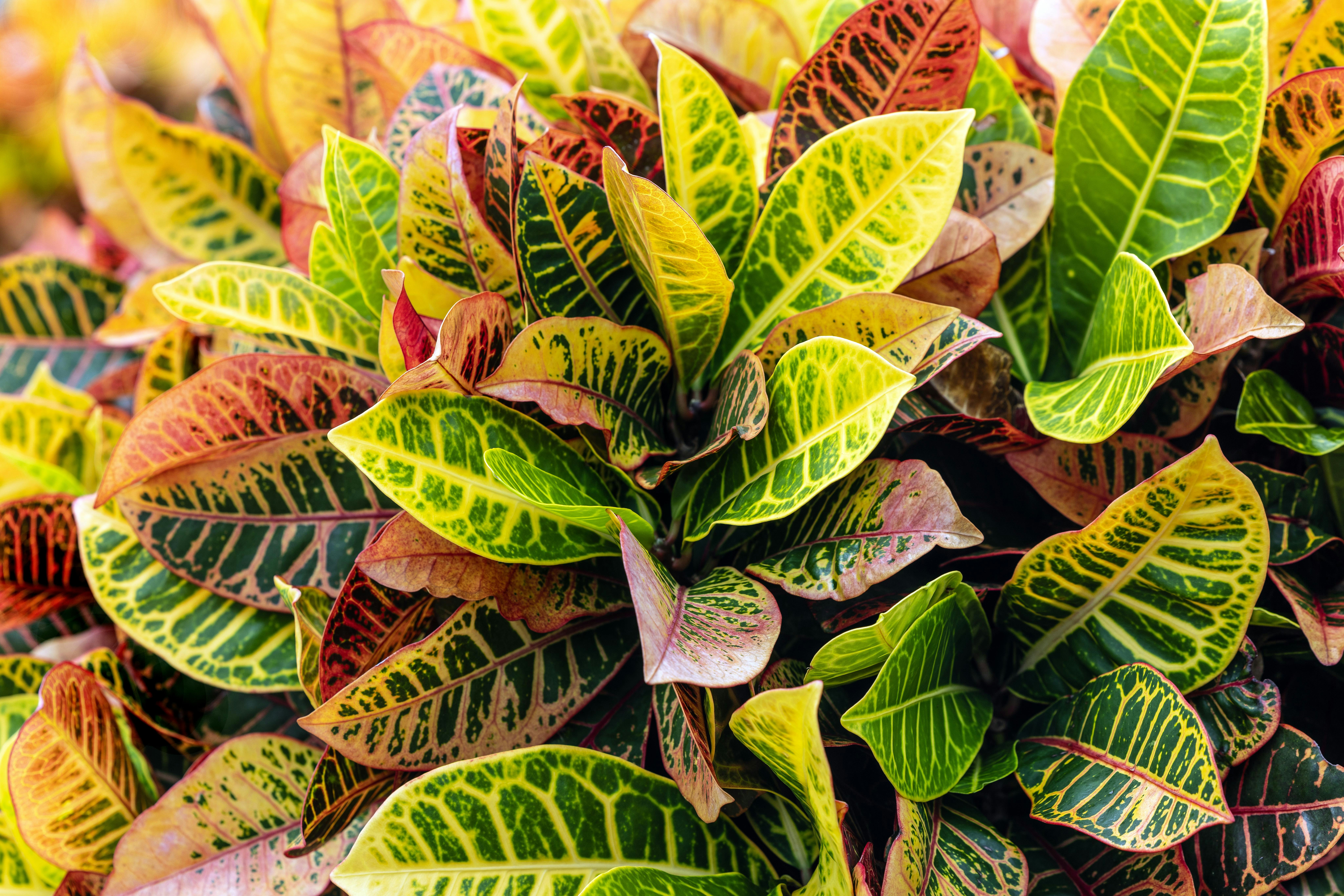 euphorbia mammillaris f variegata Euphorbia Mammillaris Variegated – Dose of Succulents