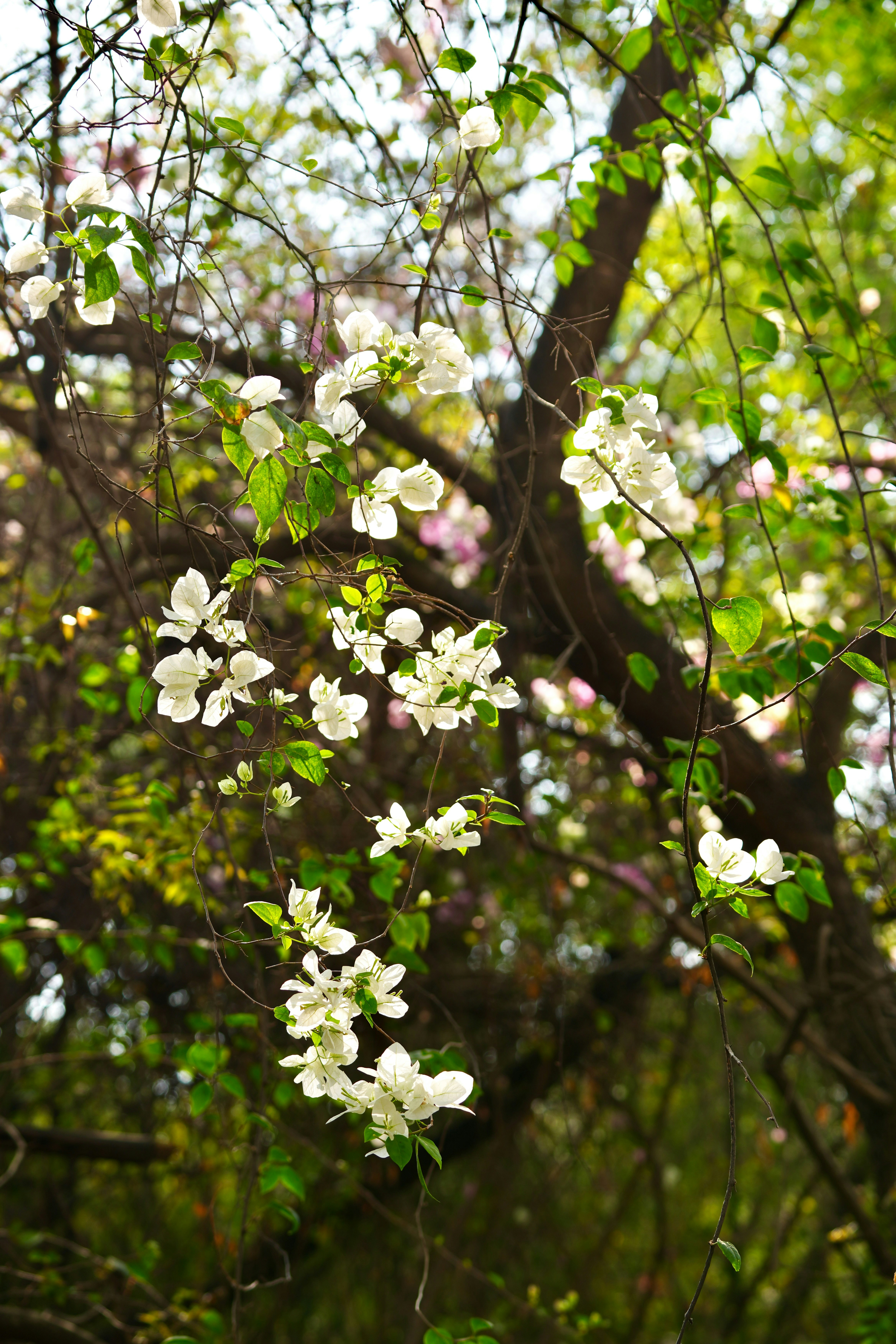 Photo by salmon_skin_roll_