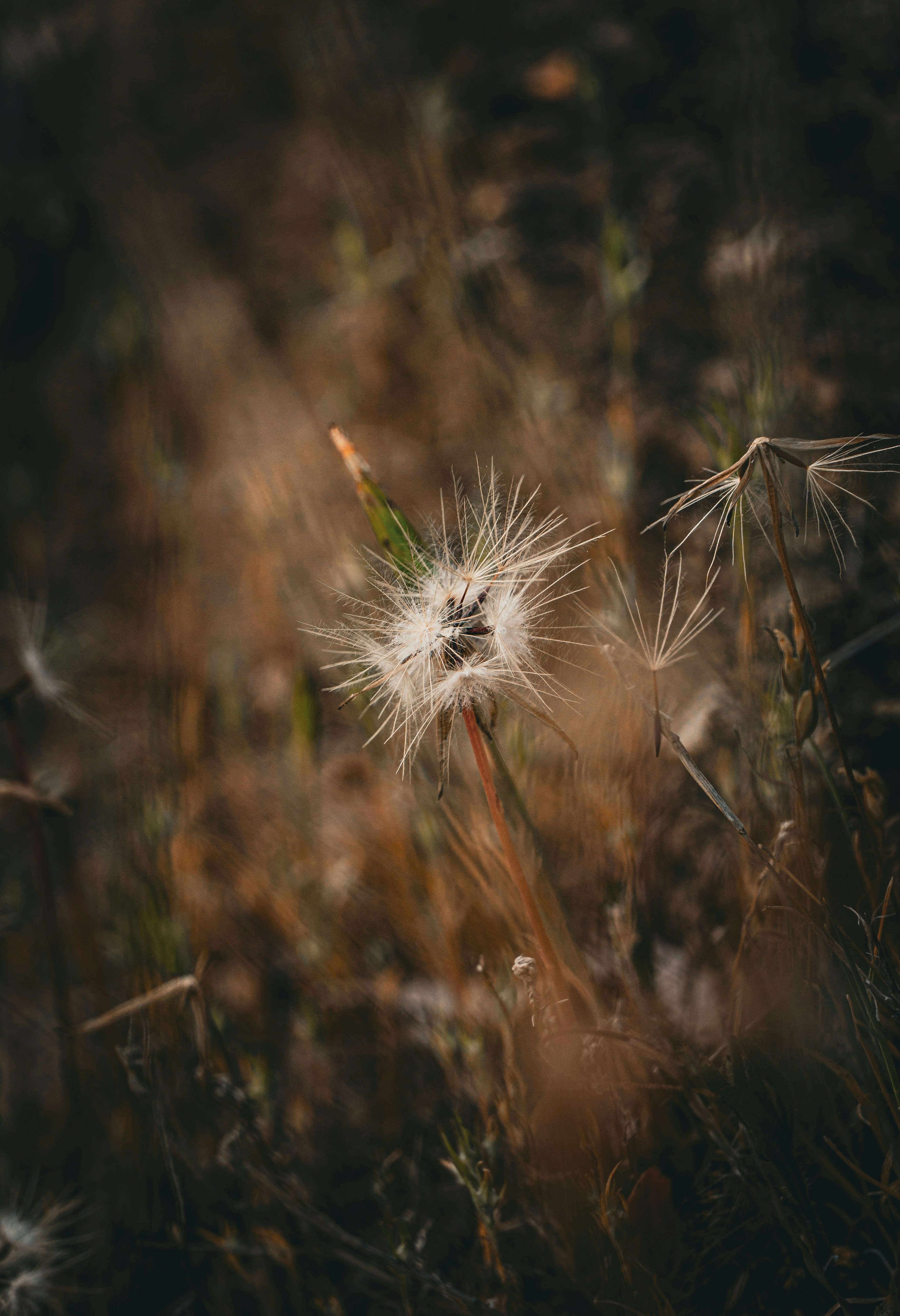 Photo by nishatsamadzai2001