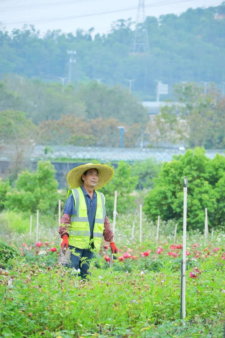 A figure in a wide-brim straw hat working in a flower field, seen from behind
