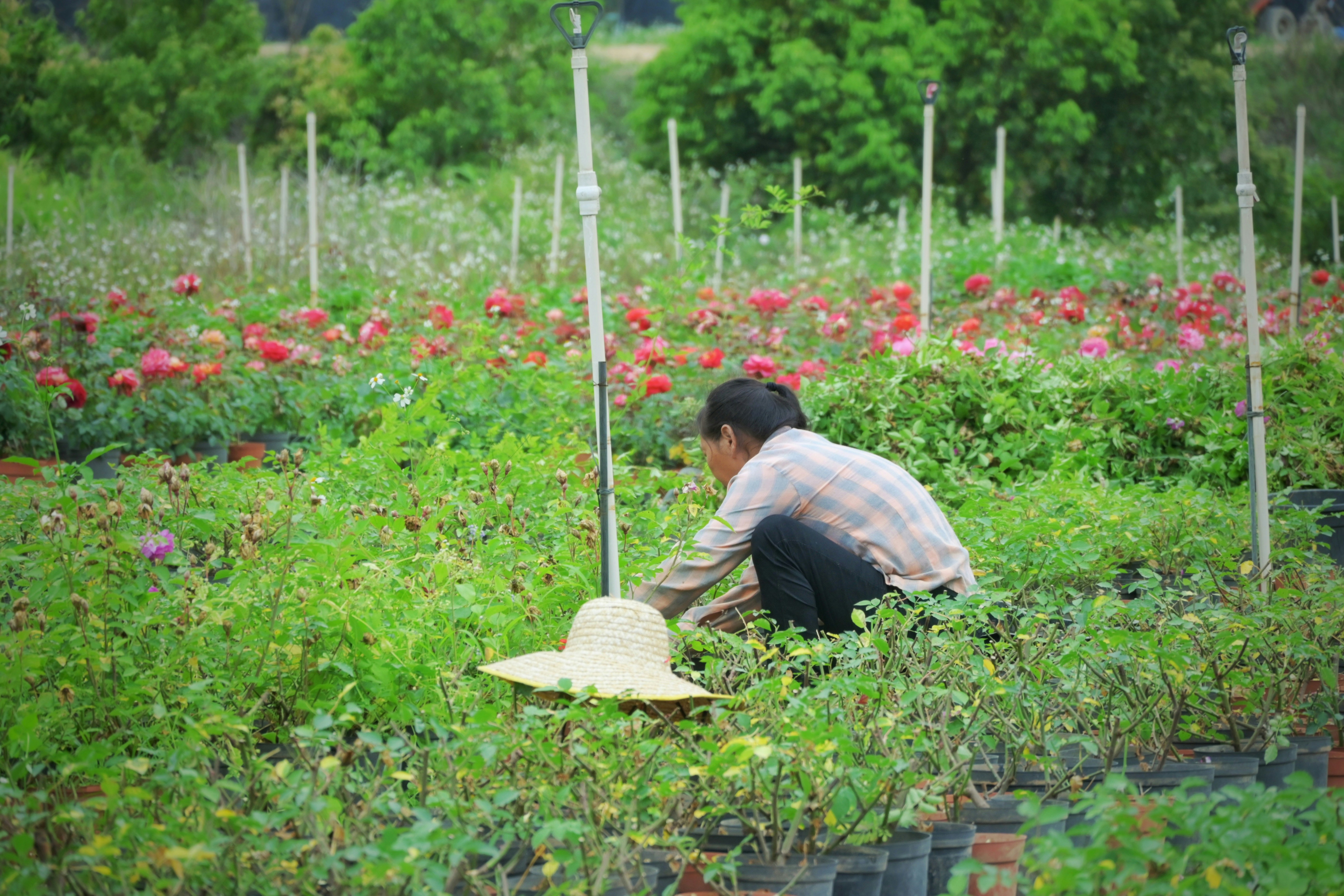 A person tending to plants in a flower field.