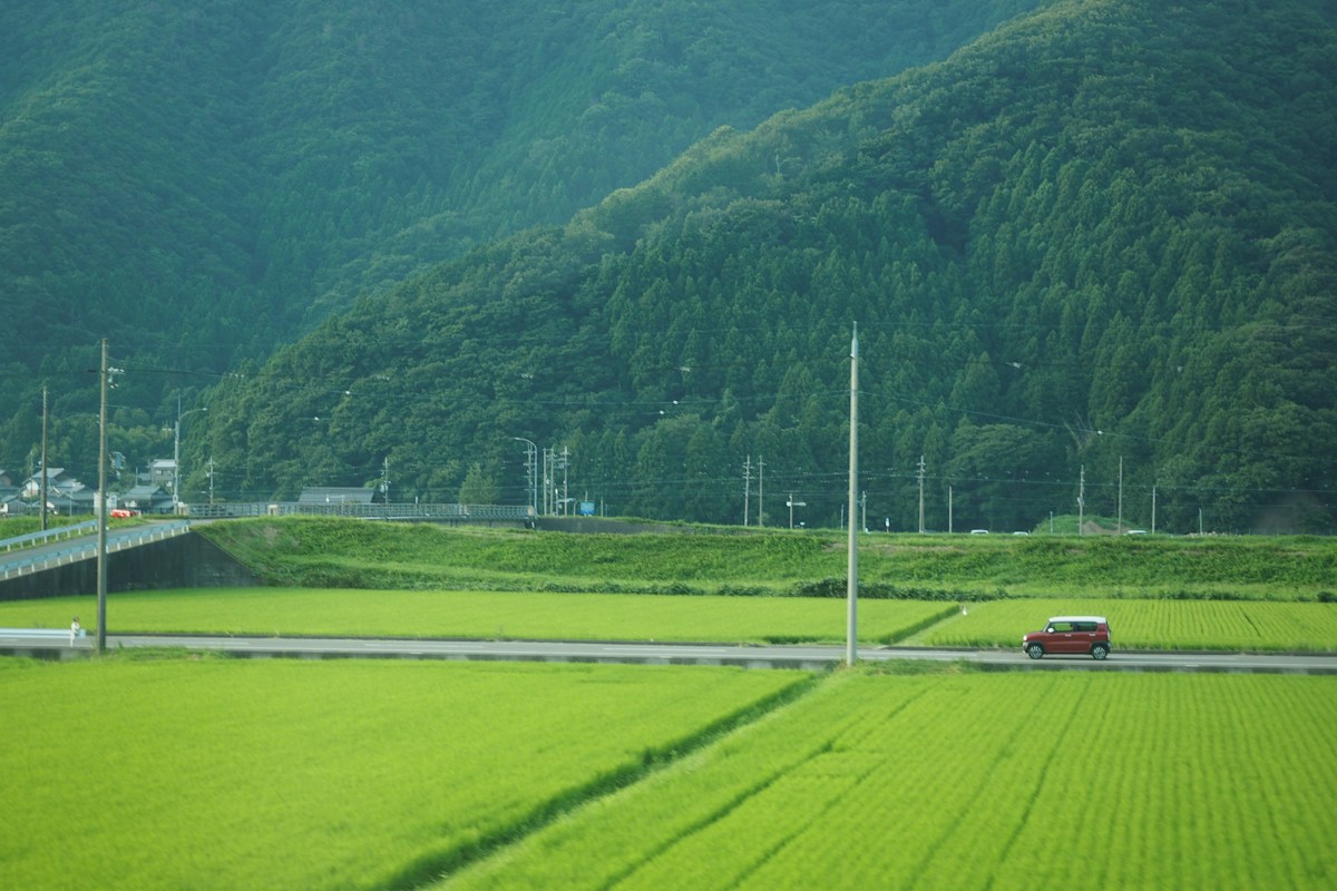 一輛紅色轎車行駛在兩側翠綠稻田之間的鄉間道路上