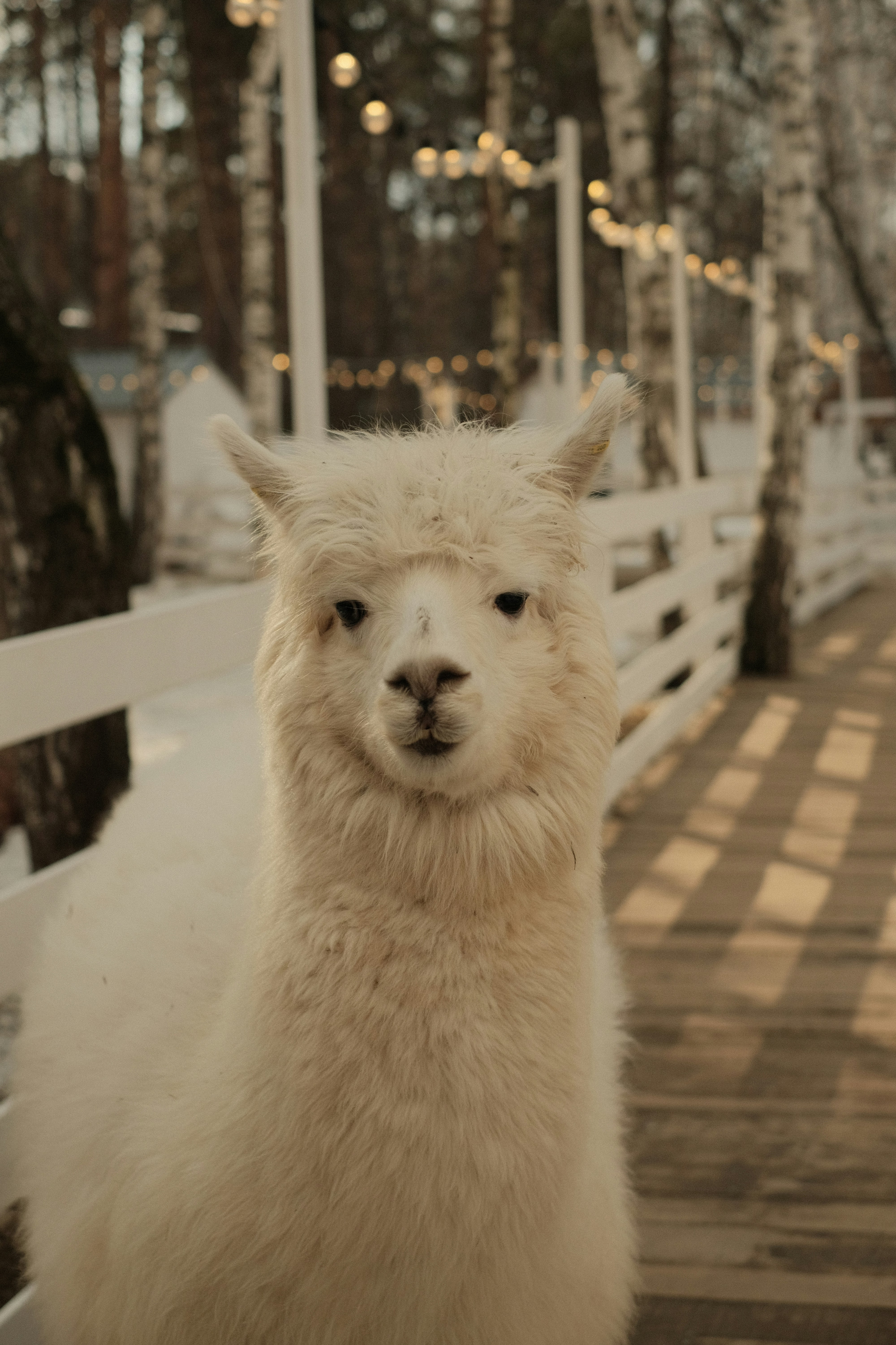 A fluffy white alpaca stands outdoors near a wooden fence.