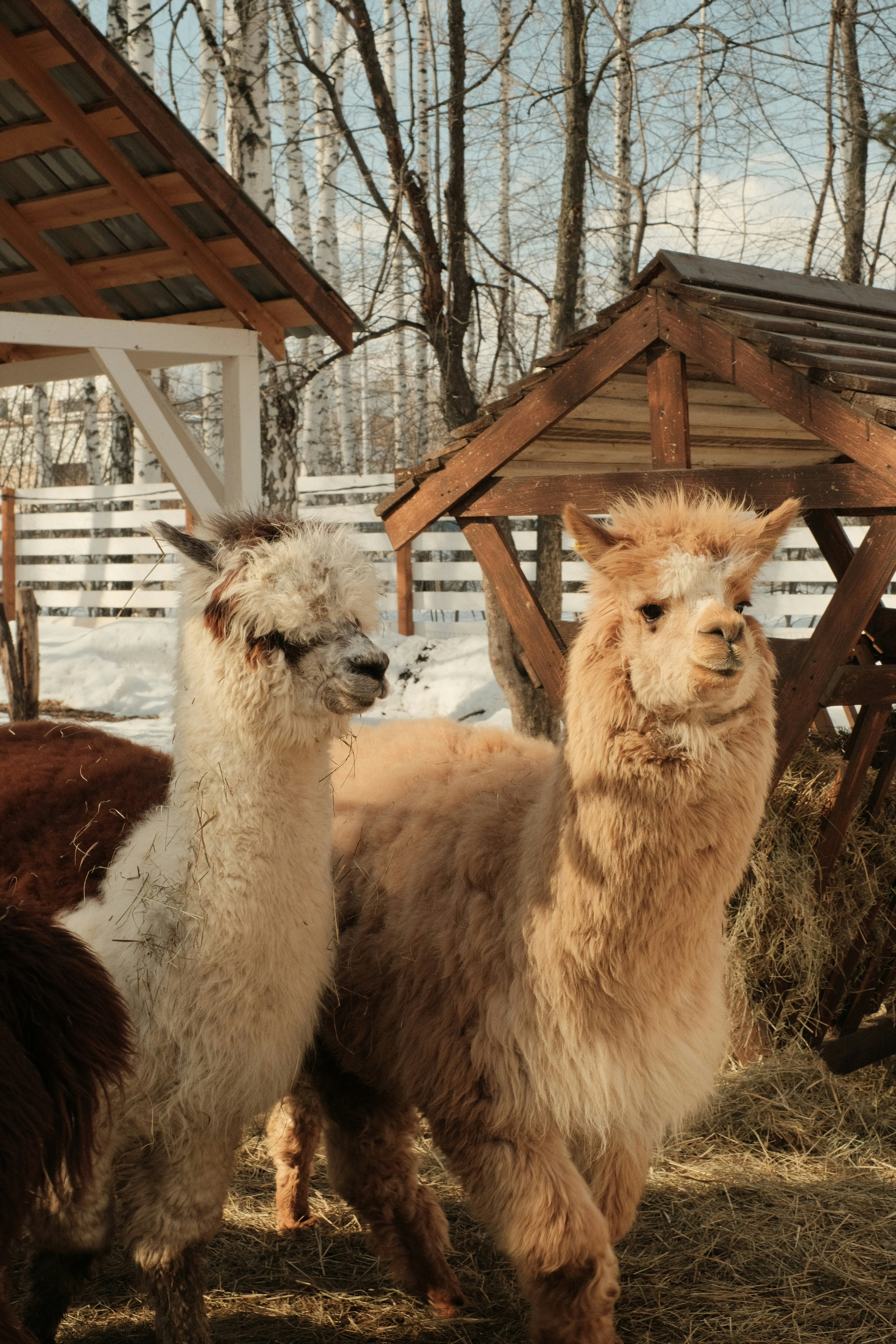 Two alpacas stand in a snowy farmyard.